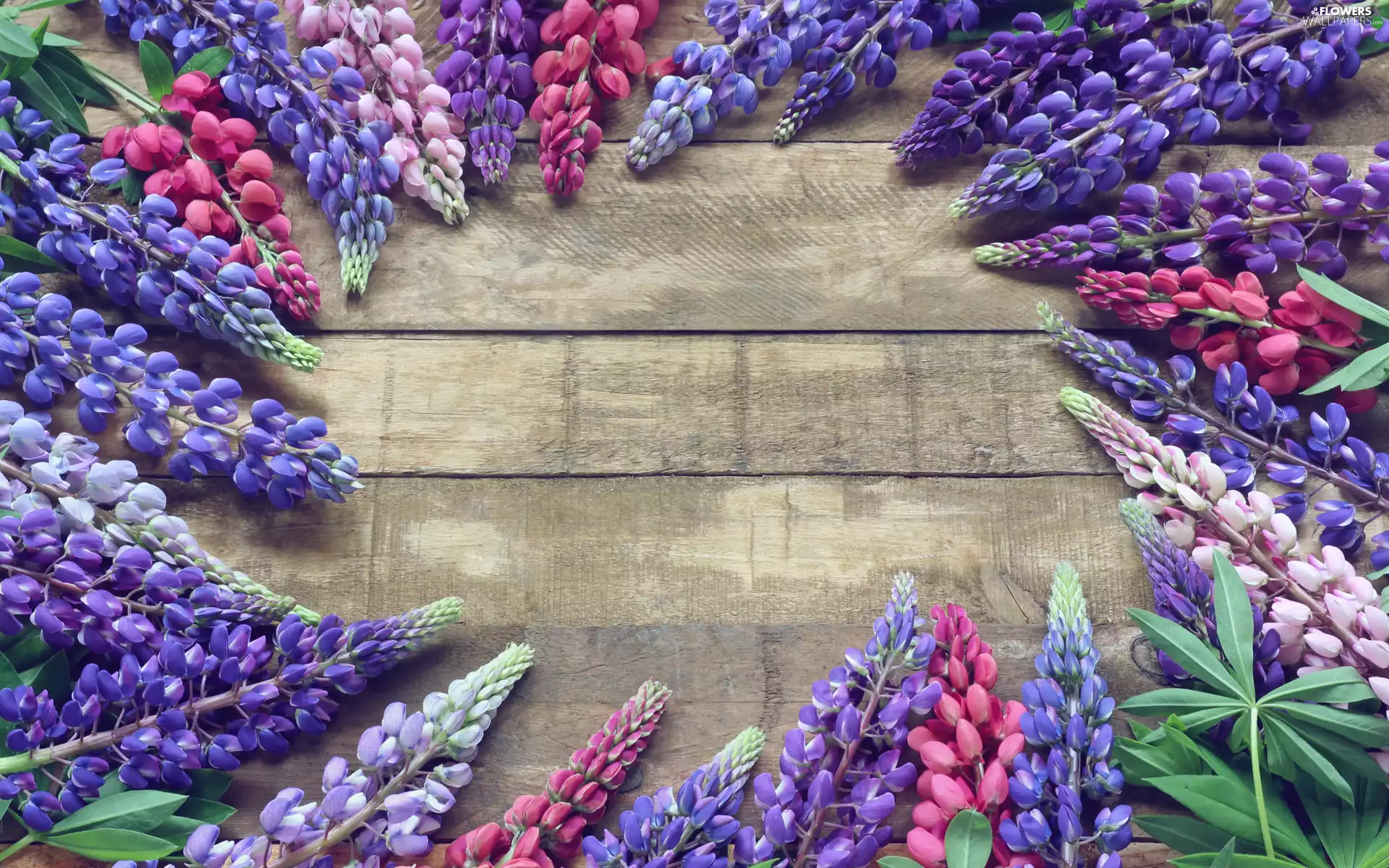 Leaf, boarding, color, lupins, Flowers