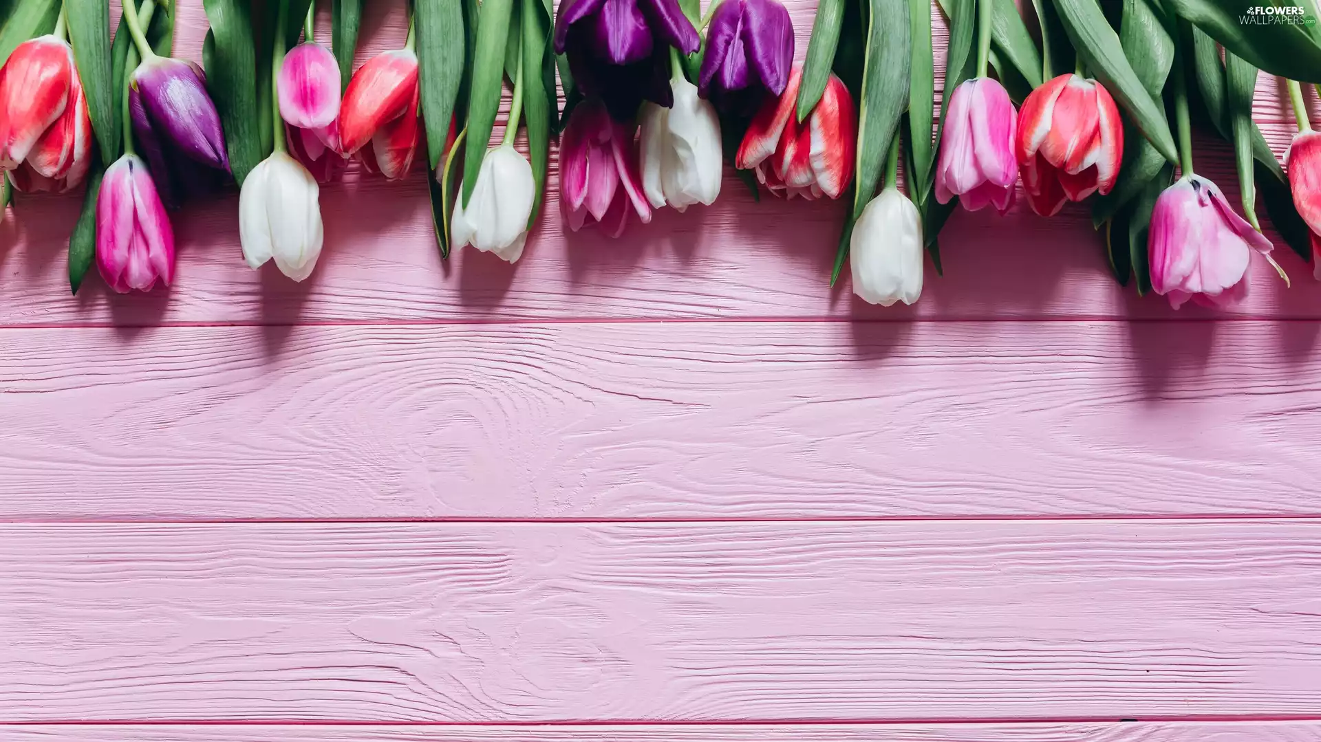Pink, boarding, color, Tulips, Flowers