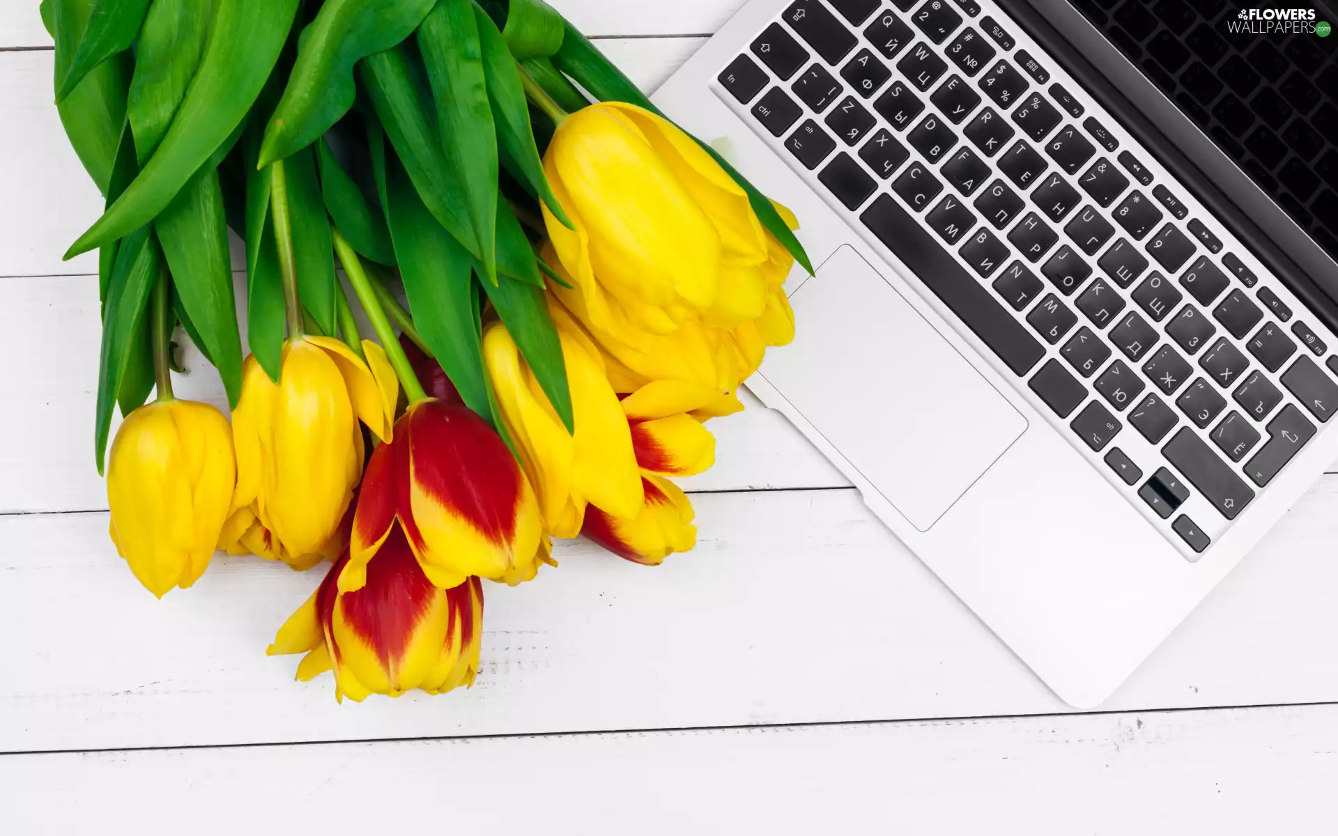Tulips, Flowers, White, boarding, laptop, color