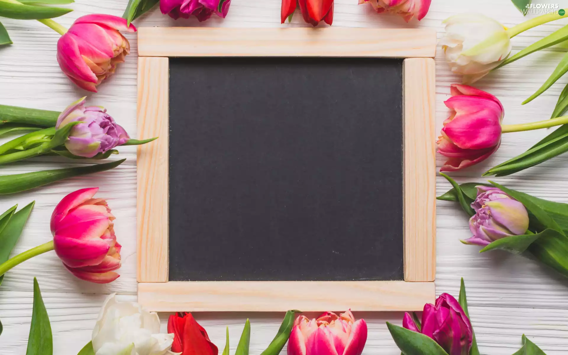 Tulips, Flowers, White, boarding, plate, color