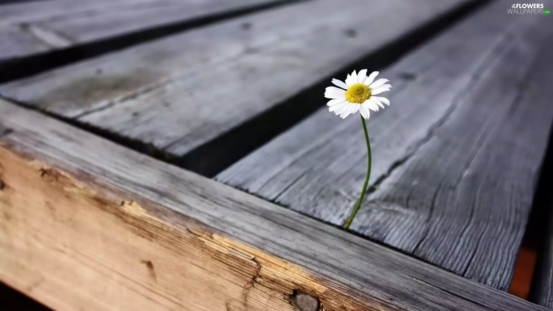 daisy, boarding