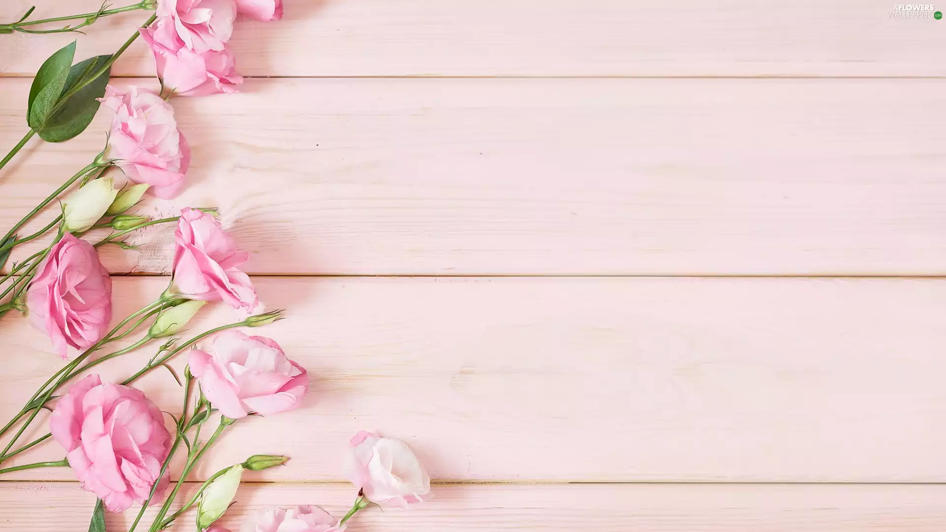 boarding, Flowers, Eustomy