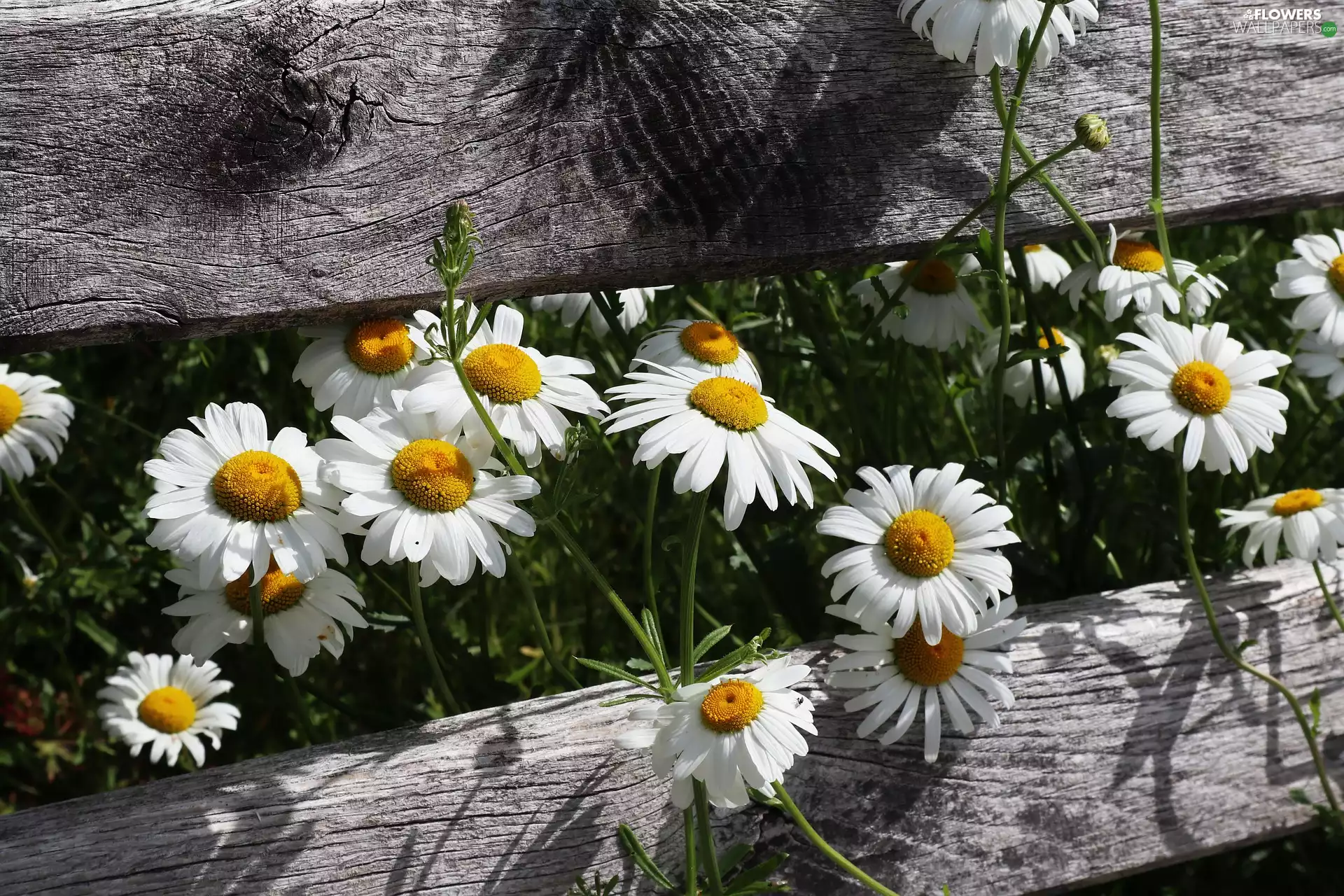 boarding, daisy, Flowers