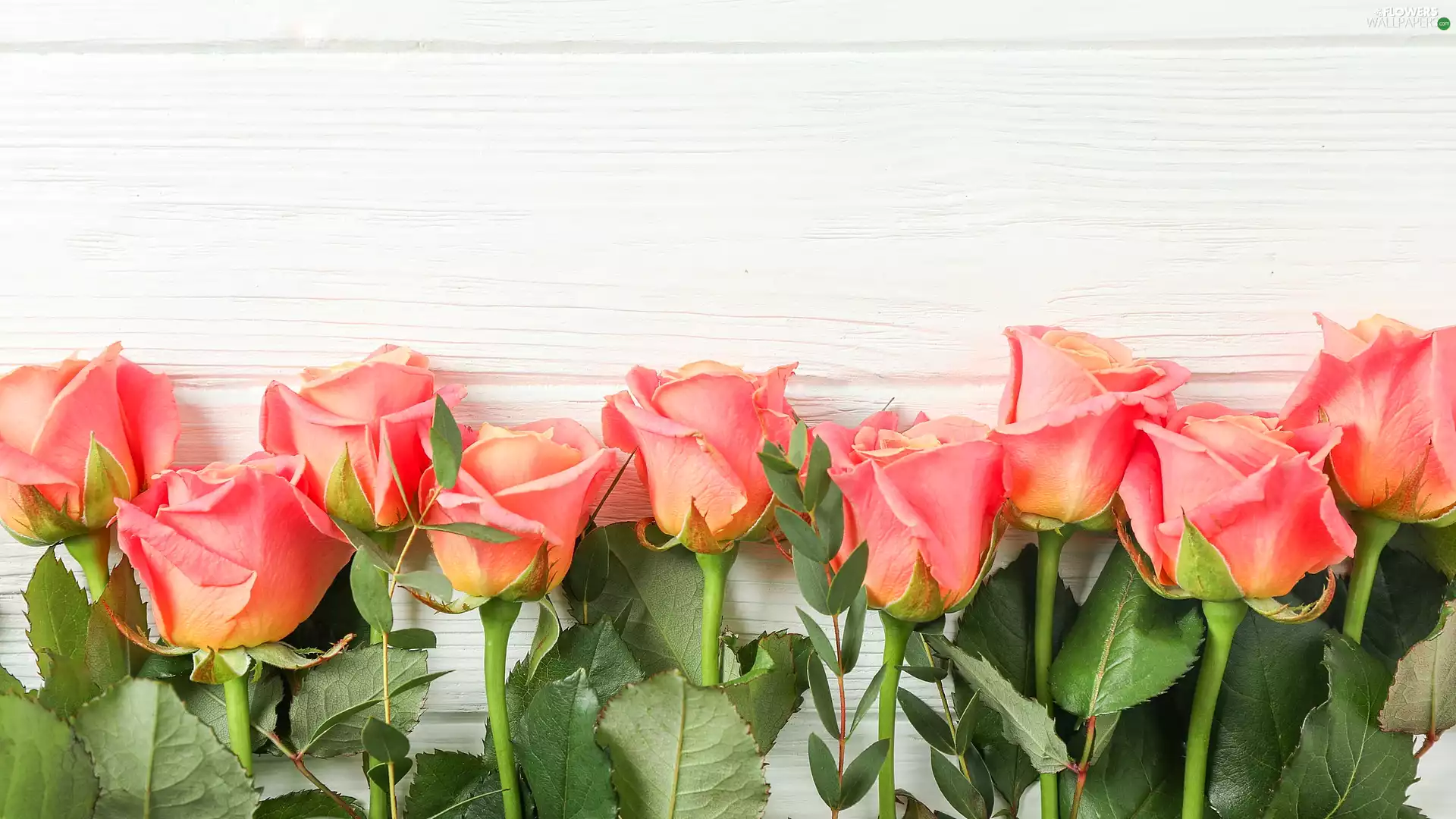 White, boarding, Flowers, roses, lying