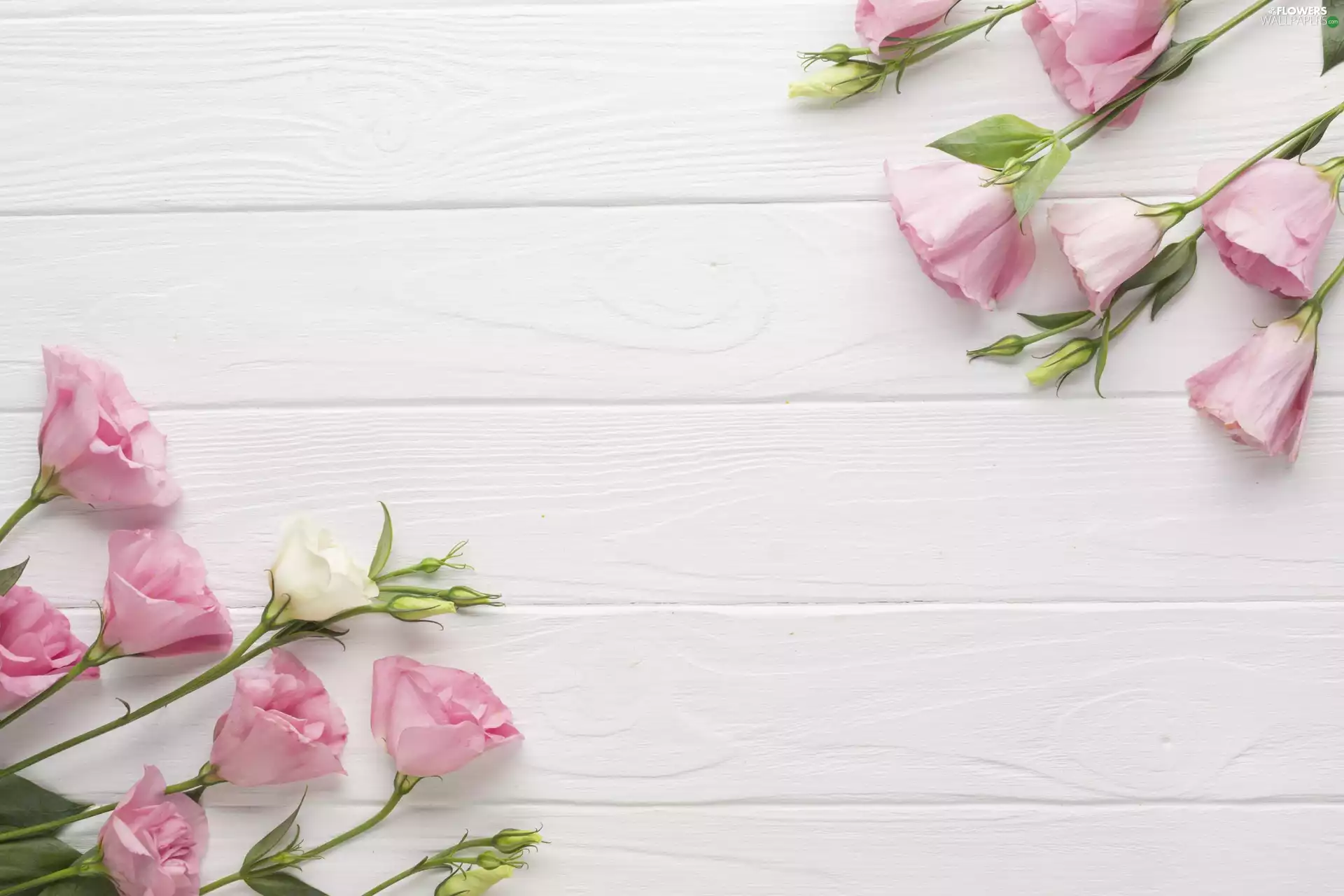 background, boarding, Flowers, Eustoma, Pink