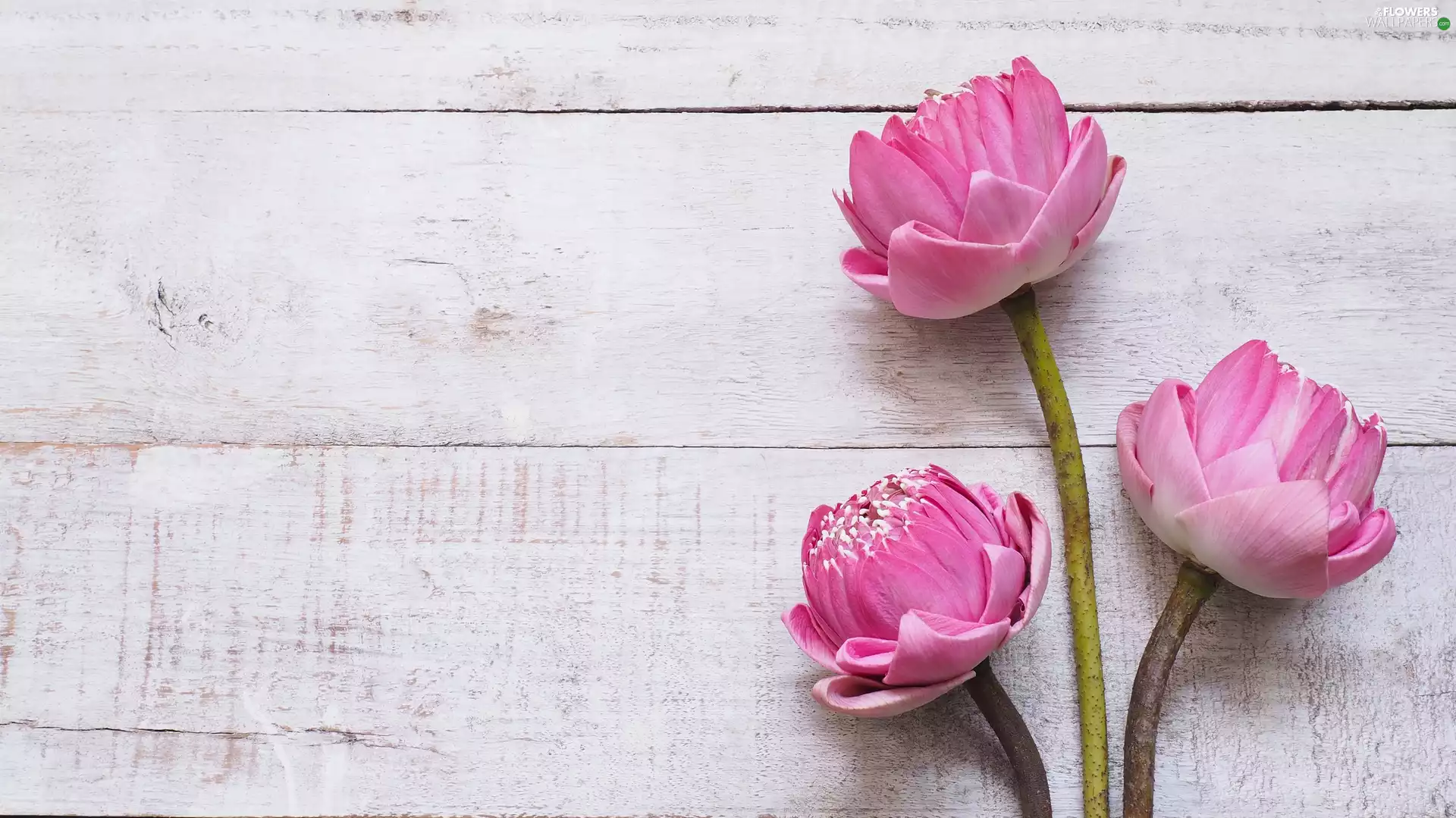 lotuses, boarding, Flowers, Three, Pink