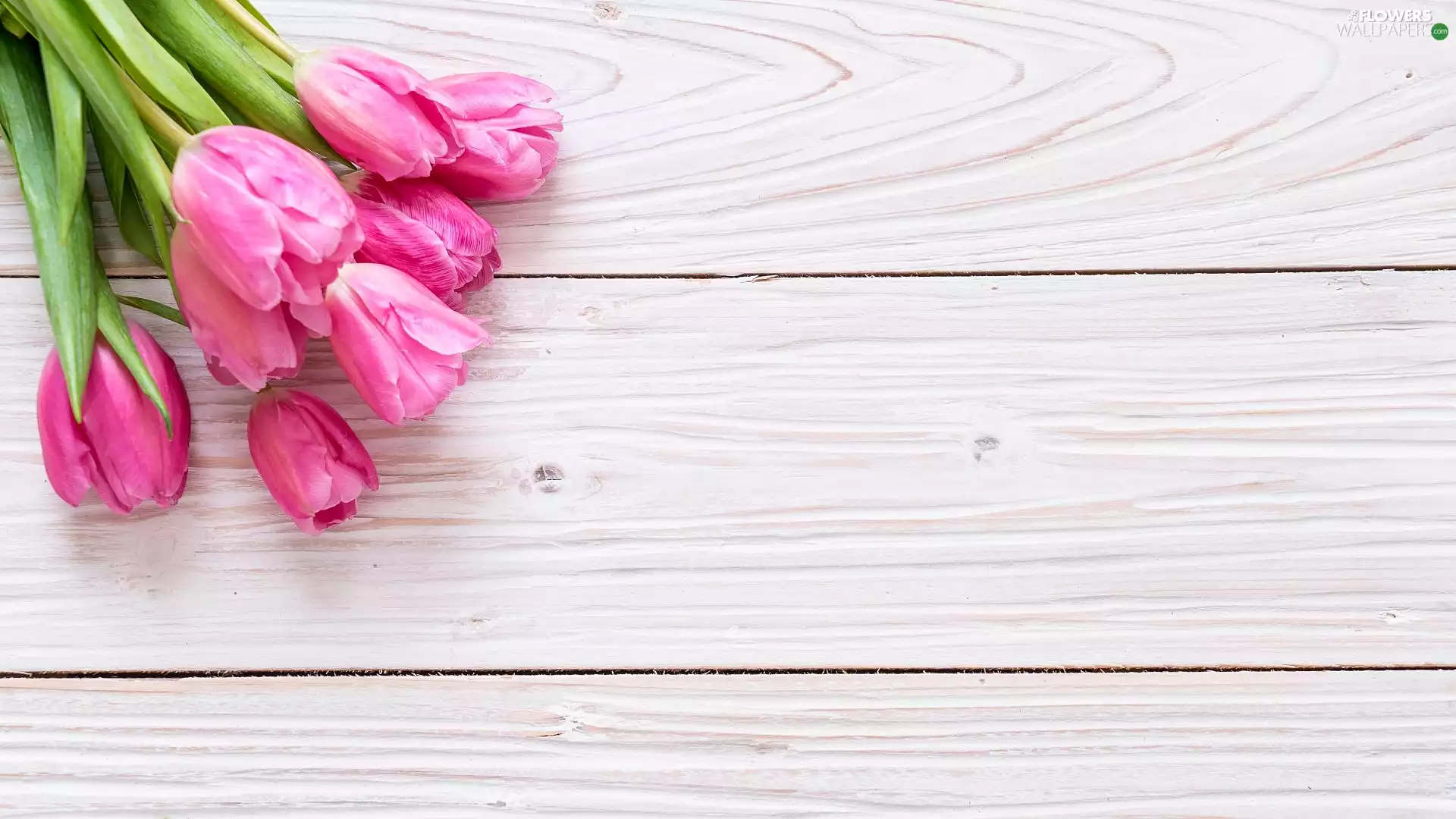 White, boarding, Flowers, Tulips, Pink