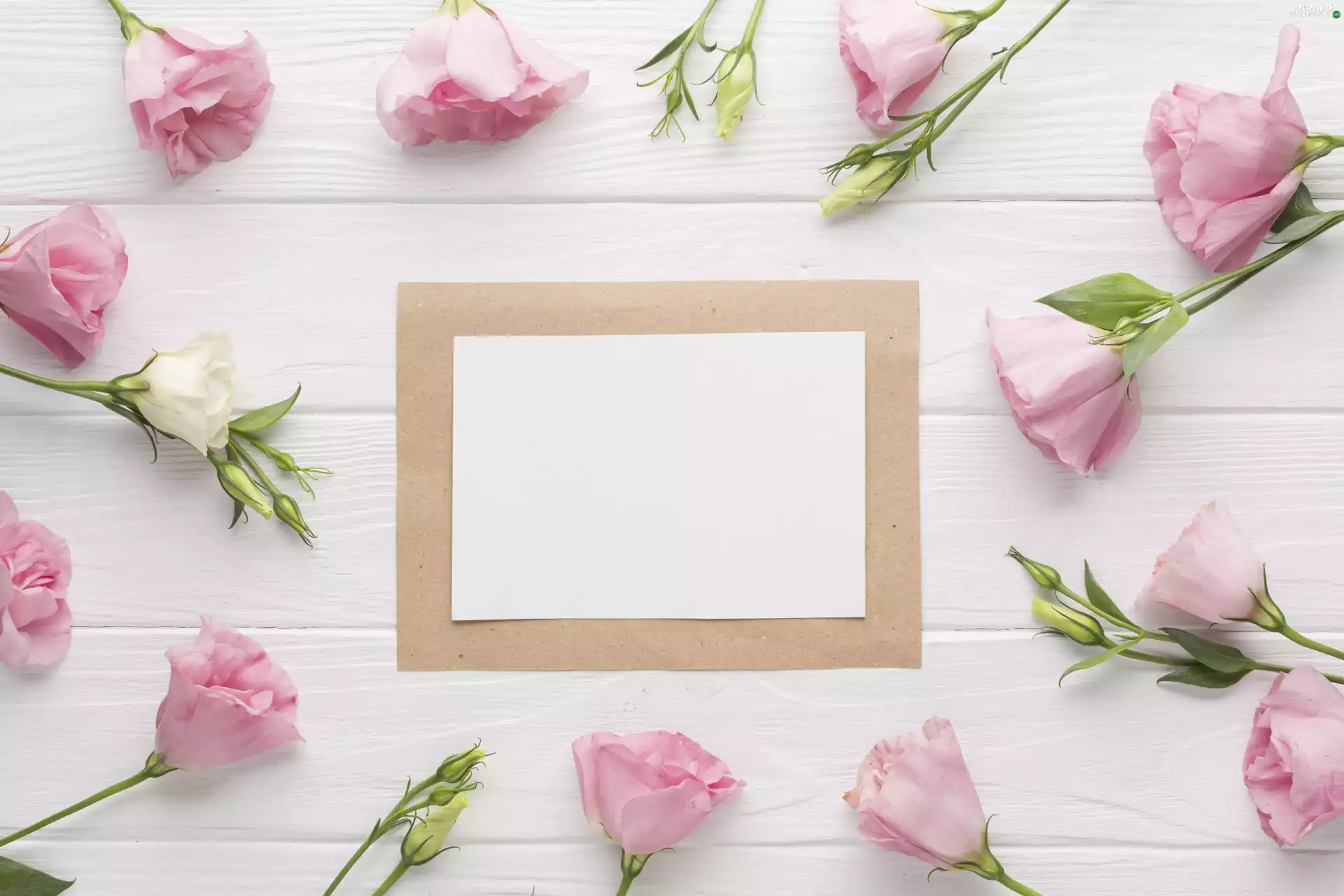 Eustoma, Pink, White, boarding, frame, Flowers