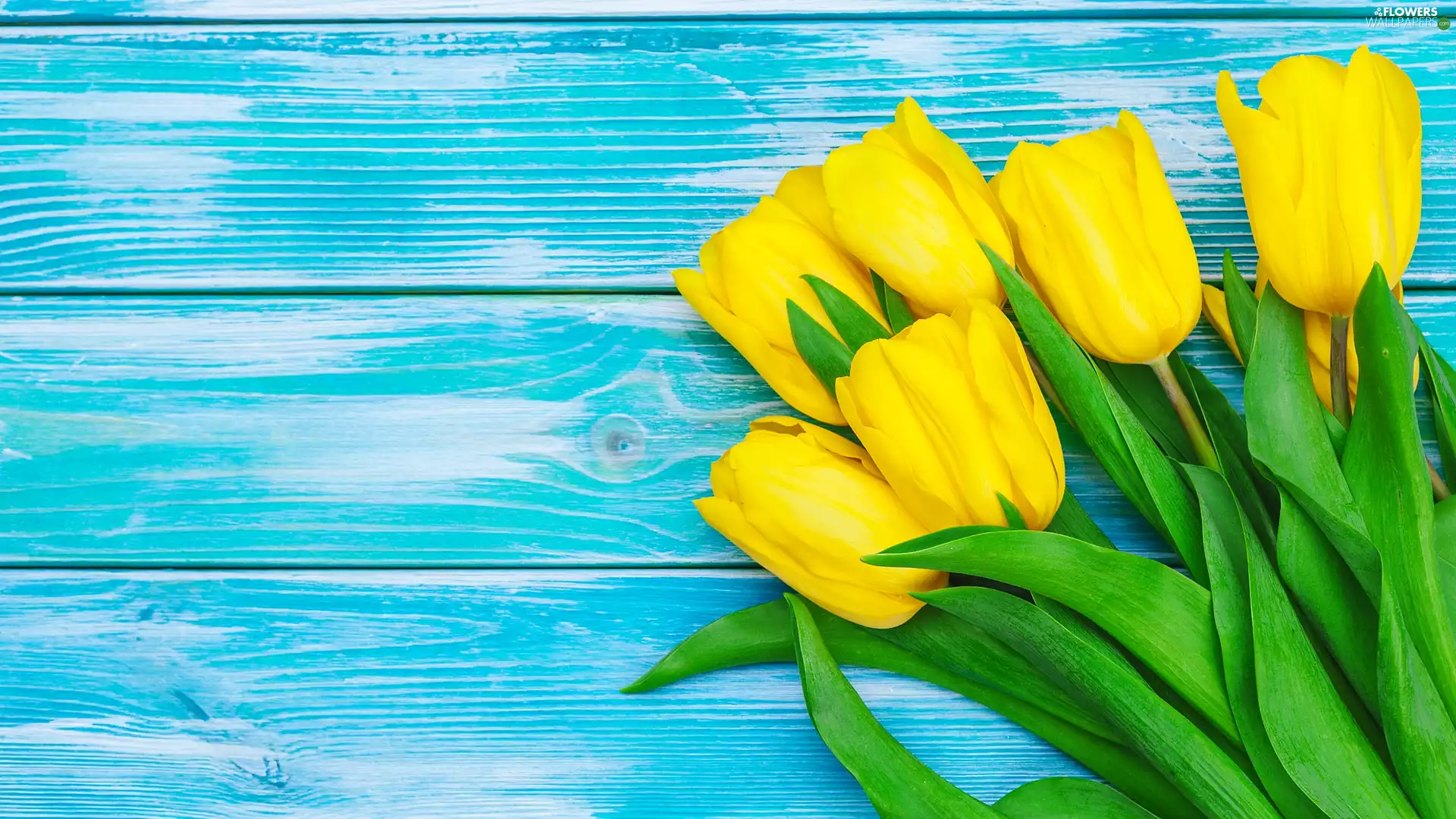 Blue, boarding, Flowers, Tulips, Yellow