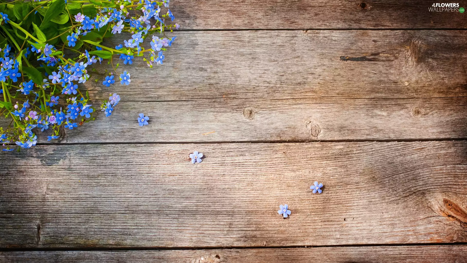 boarding, Flowers, Forget