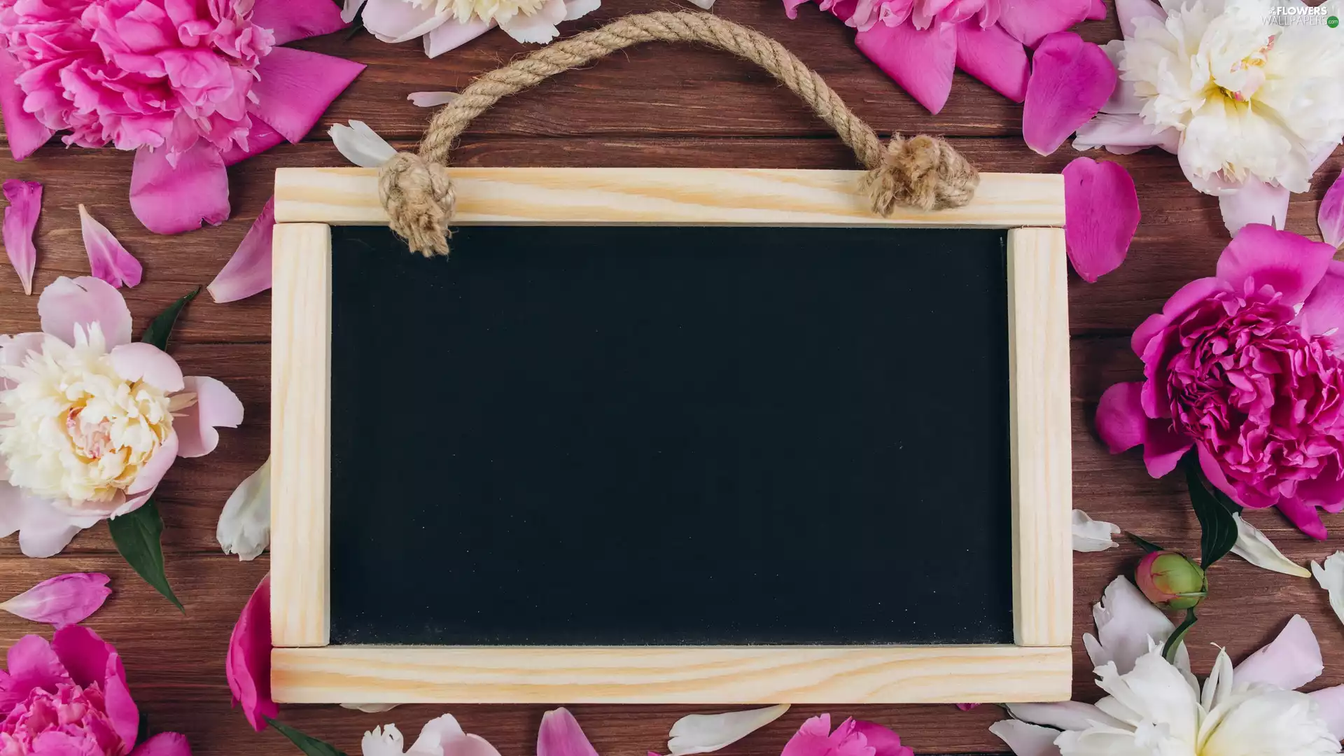 boarding, Peonies, frame