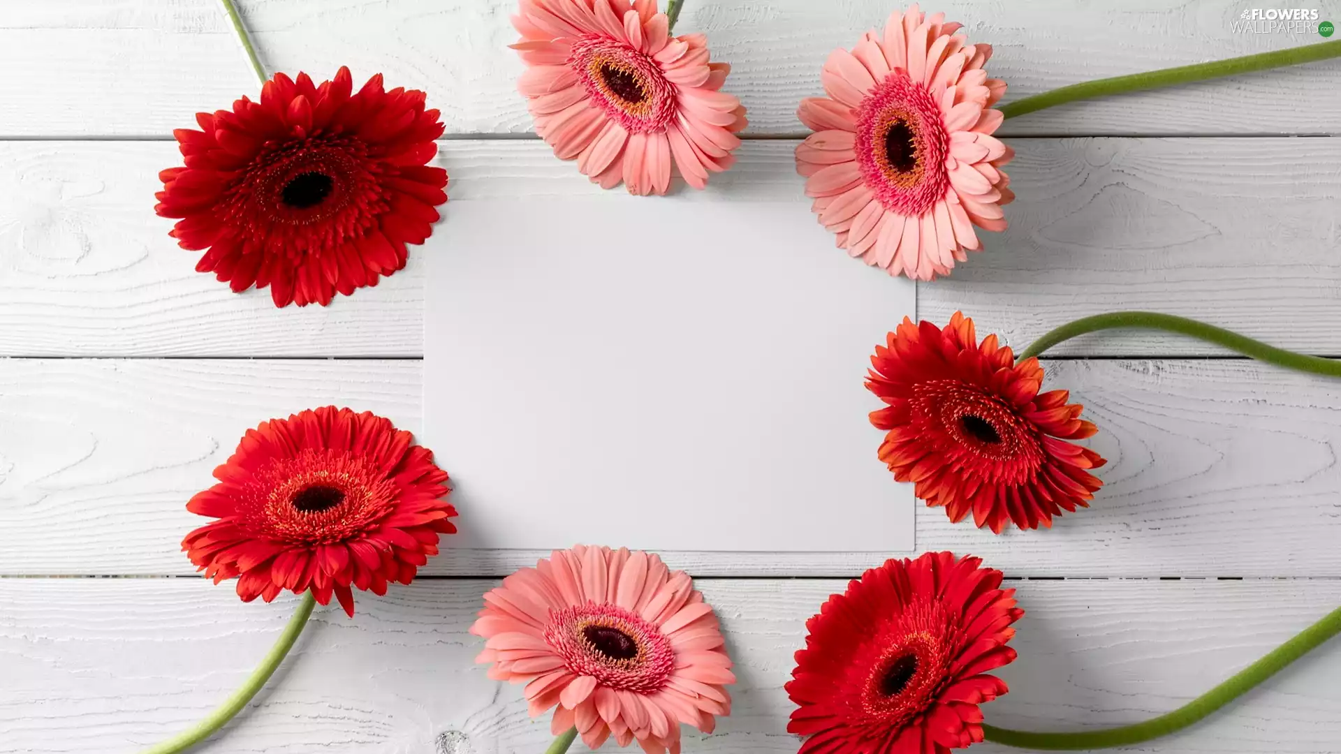 card, boarding, gerberas, White, color