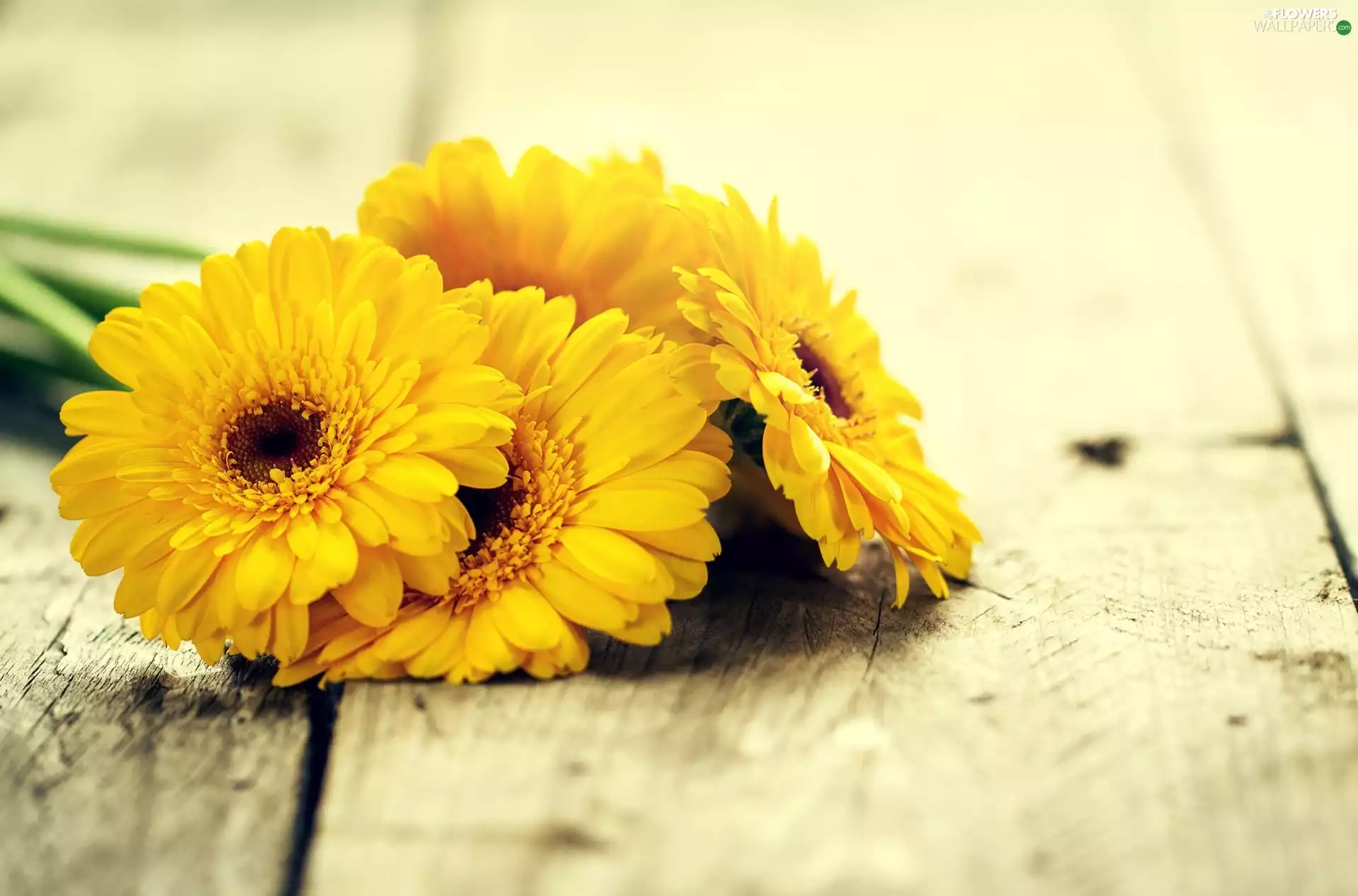 boarding, Yellow, gerberas