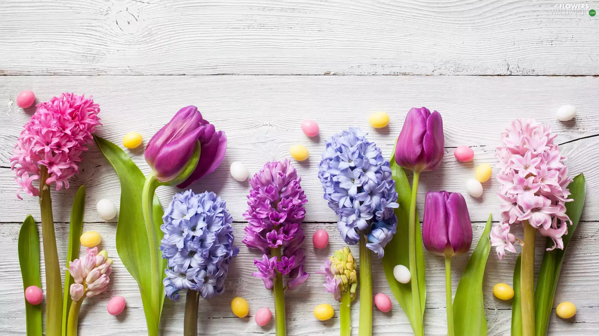 Tulips, Flowers, Drops, boarding, color, Hyacinths