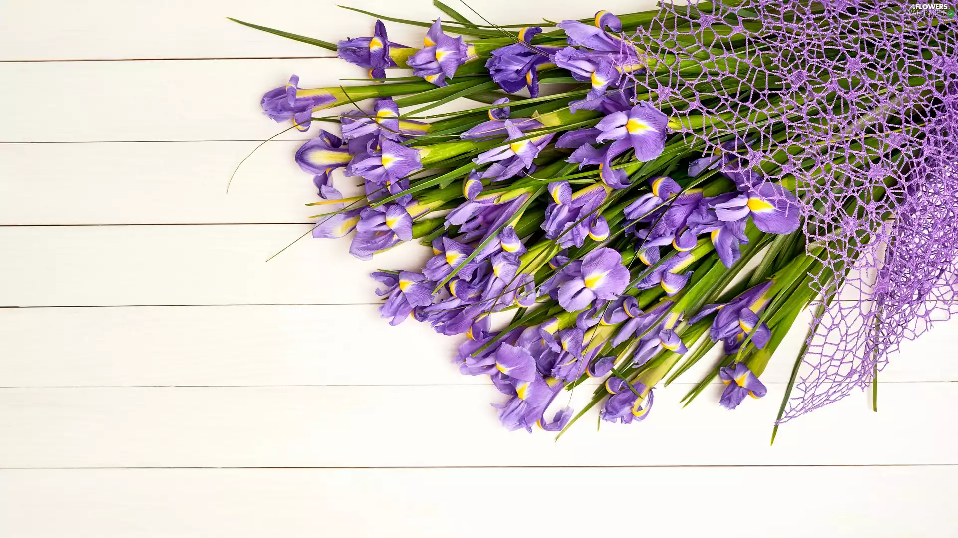 mesh, boarding, Irises, bunch, Flowers