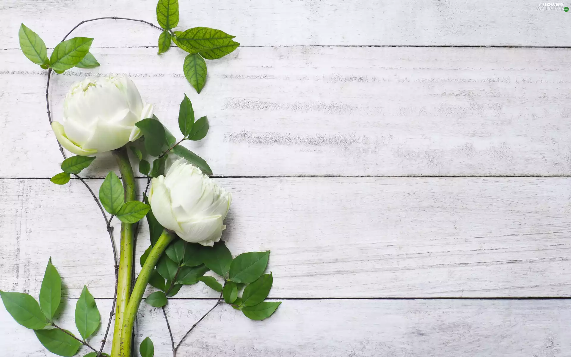 lotuses, Flowers, leaves, boarding, White, Two cars