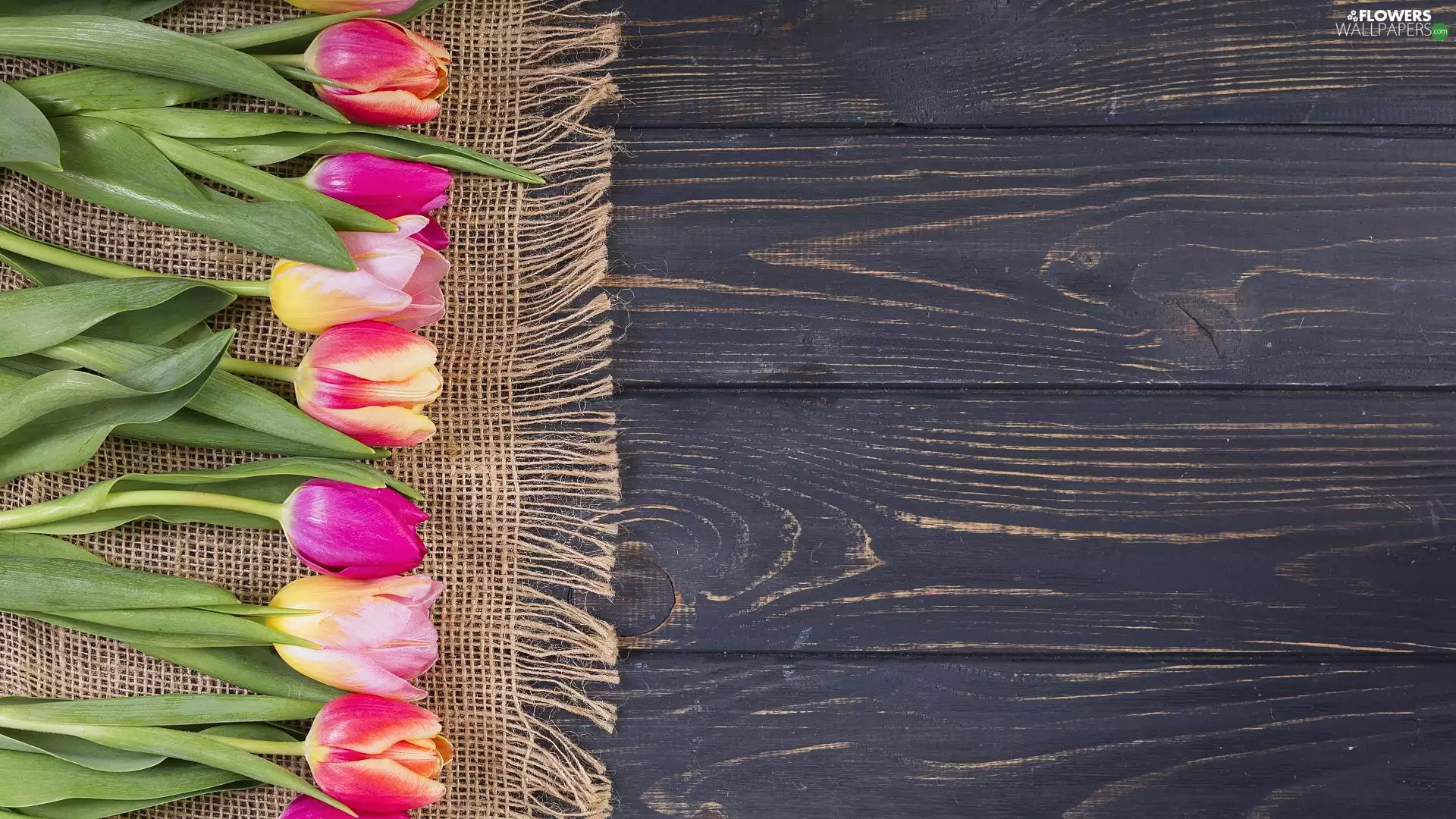 boarding, Tulips, napkin