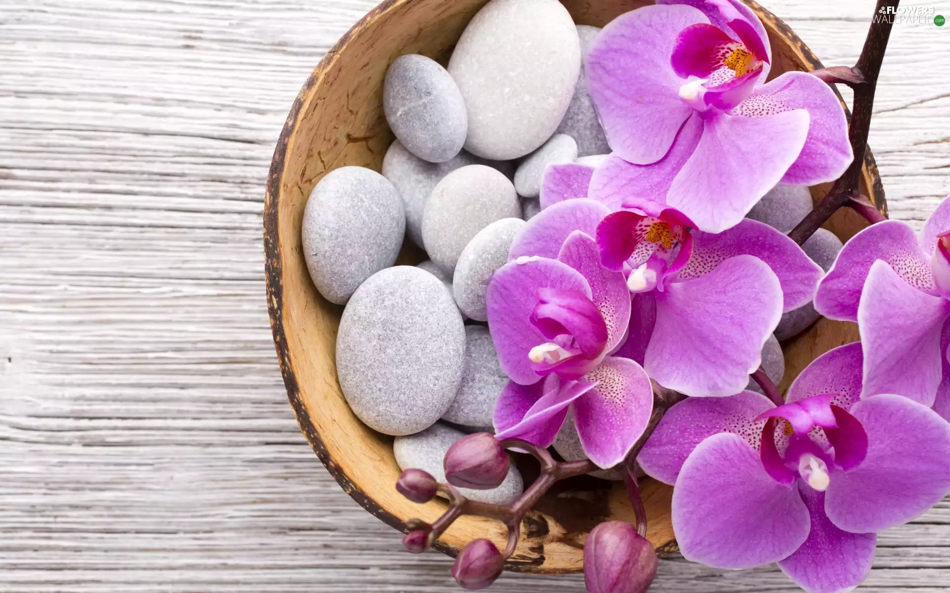 bowl, Flowers, composition, boarding, Stones, orchids