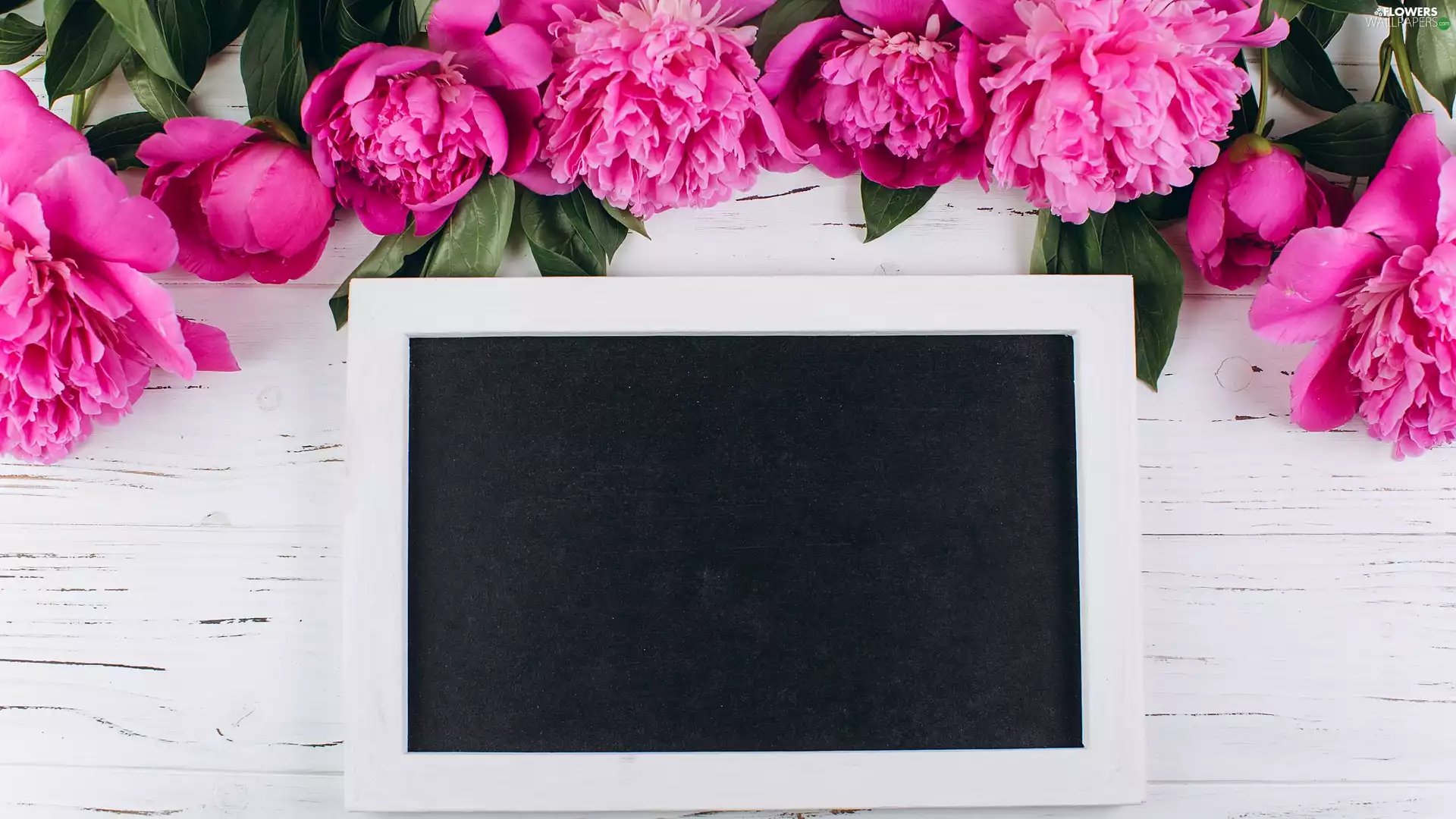 plate, boarding, Peonies, Leaf, Flowers