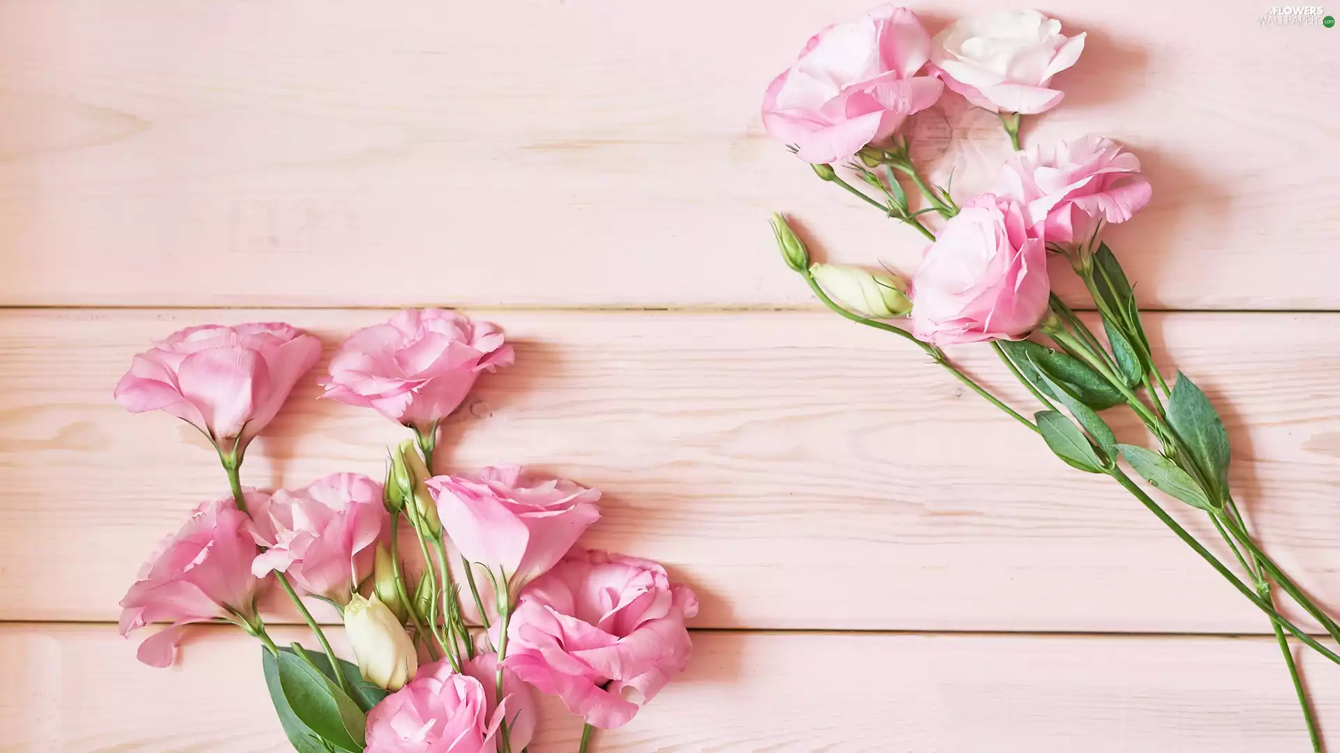 Pink, boarding, Pink, Eustomy, Flowers