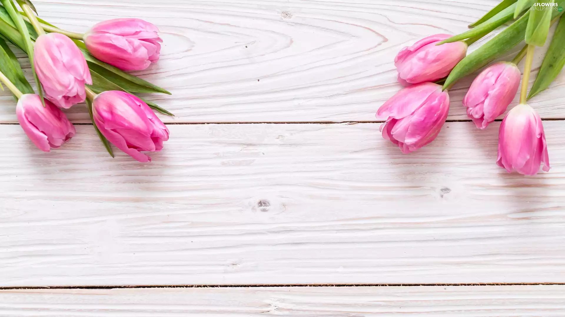 White, boarding, Pink, Tulips, Flowers