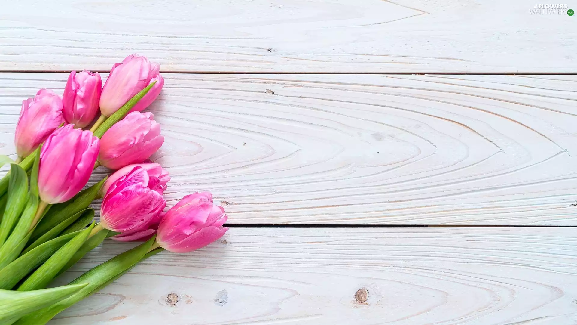 boarding, Tulips, Pink