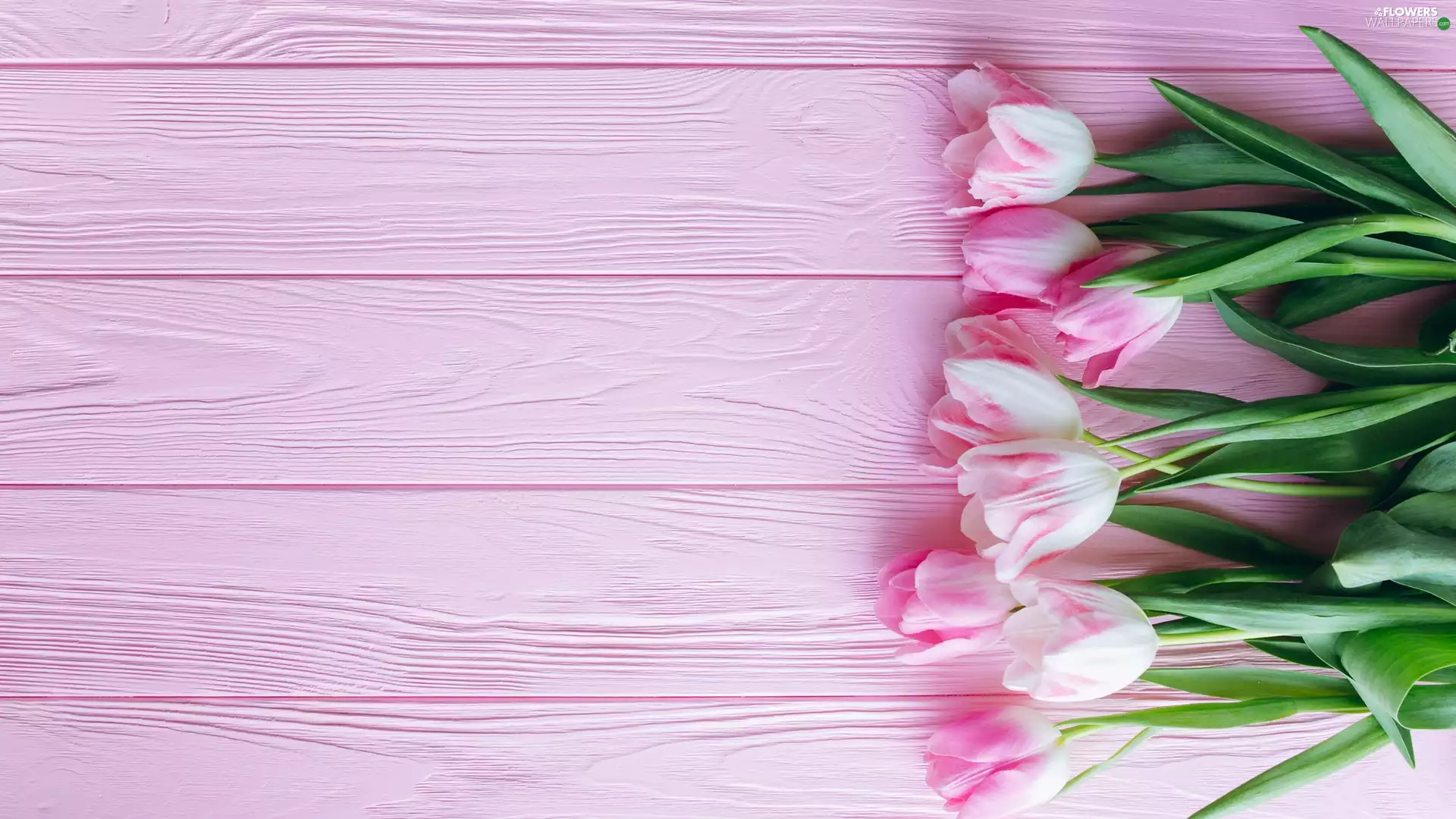 boarding, Tulips, Pink