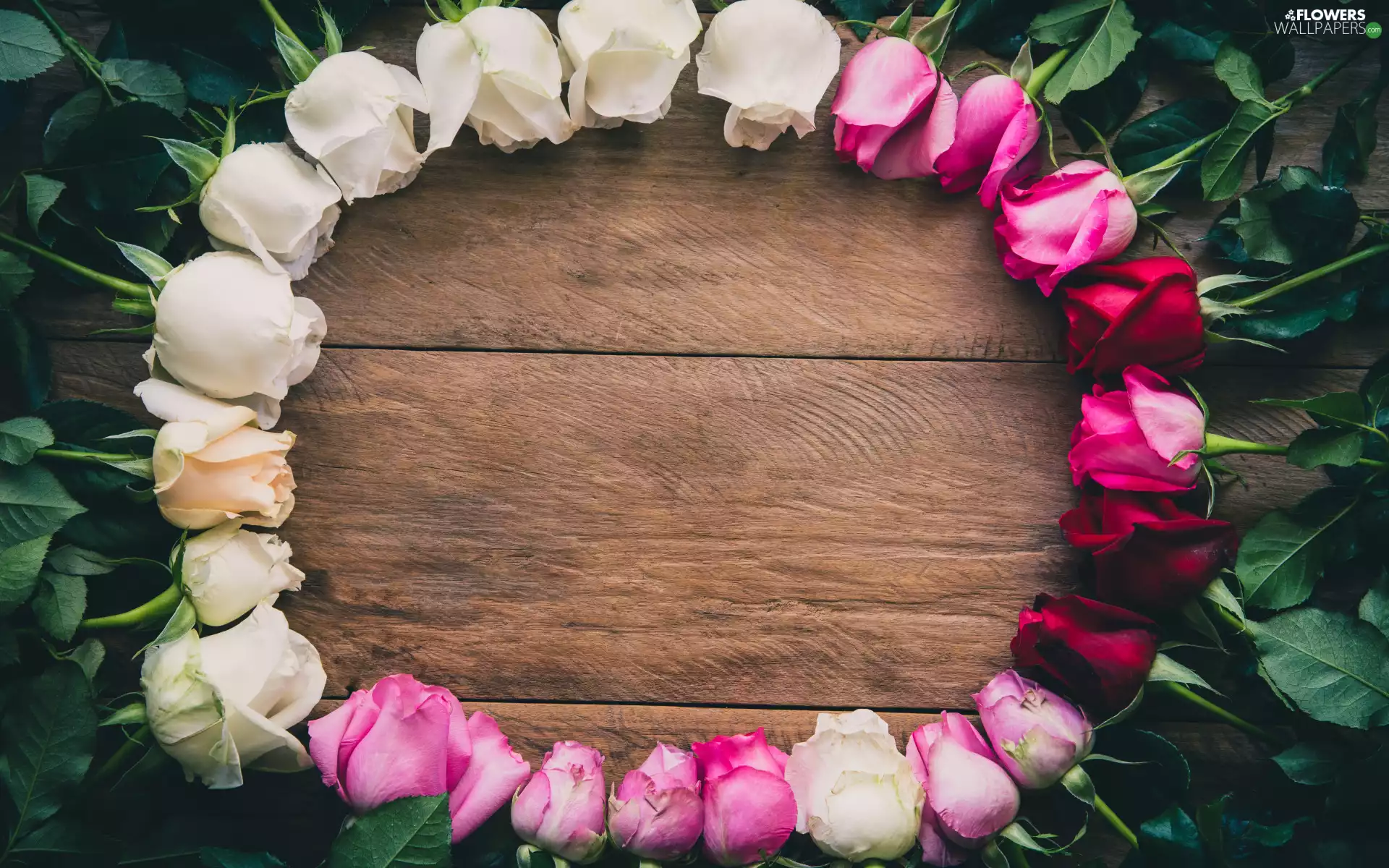 roses, boarding, Pink, Flowers, White