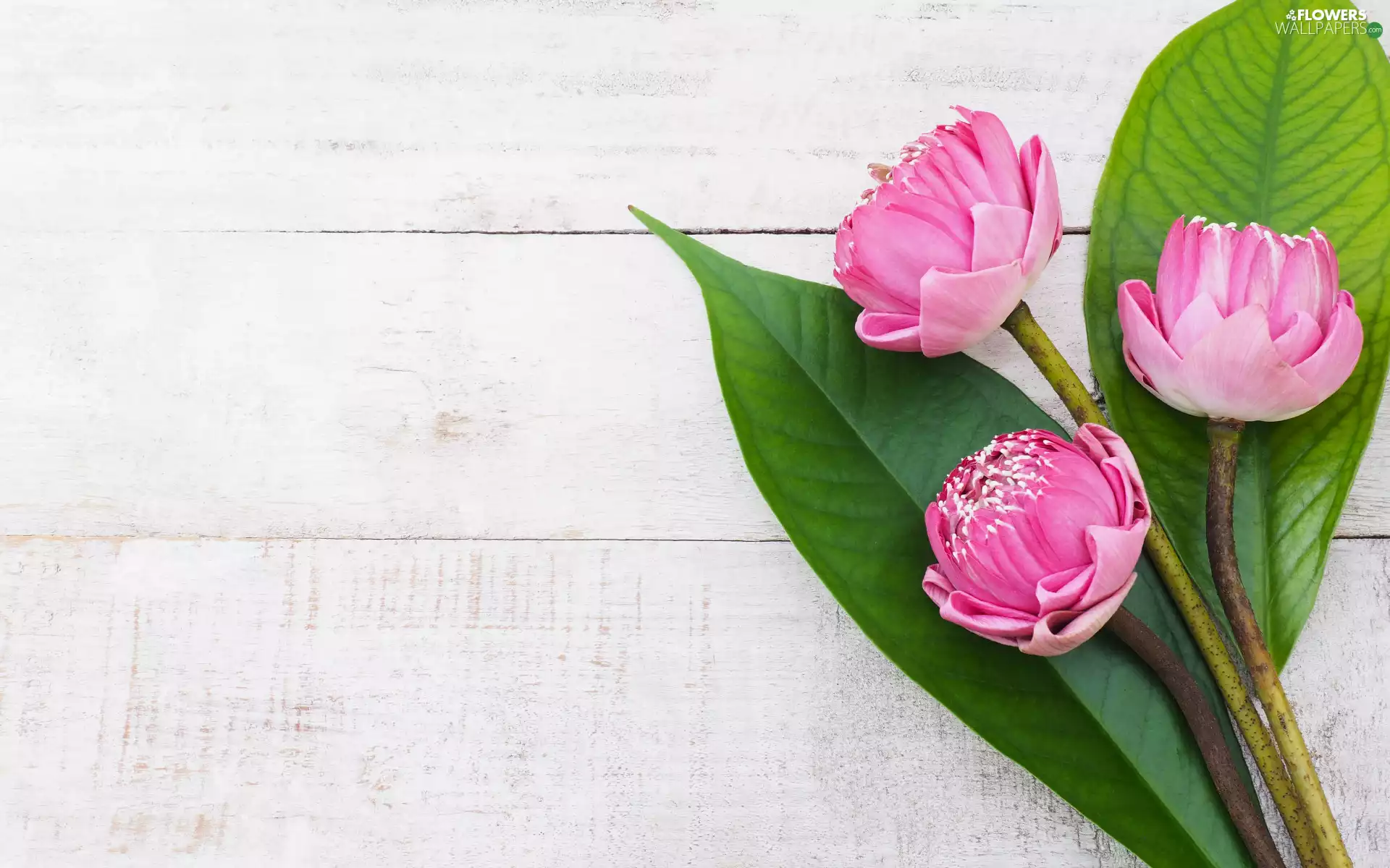 lotuses, Flowers, White, boarding, Leaf, Pink