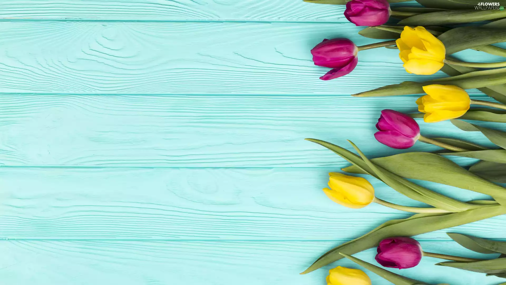 Tulips, boarding, Red, Yellow, color