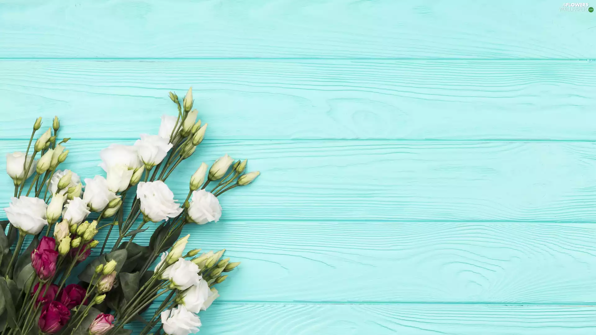Flowers, boarding, Red, White, Eustoma
