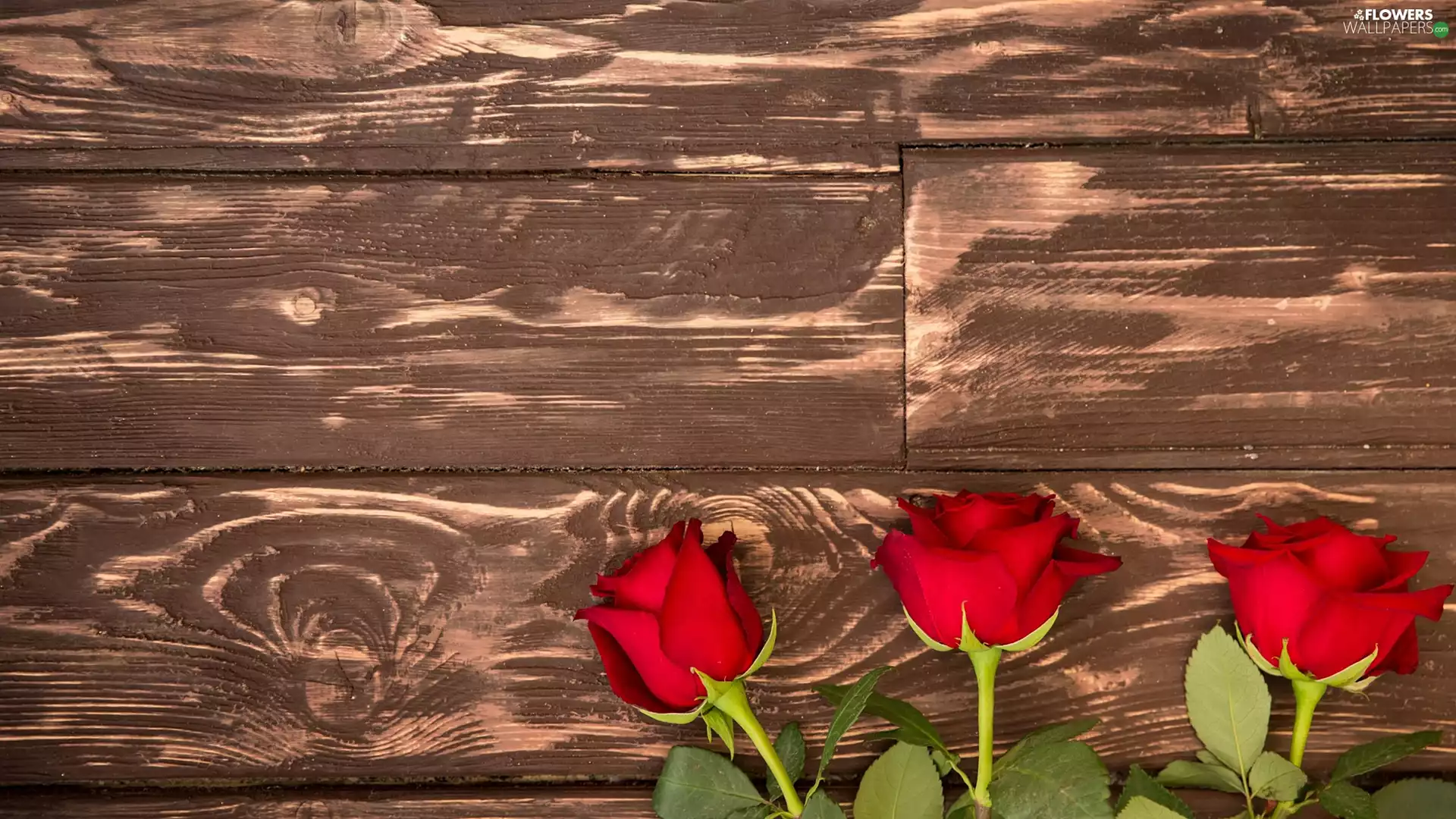 roses, boarding, Red, Flowers, Three