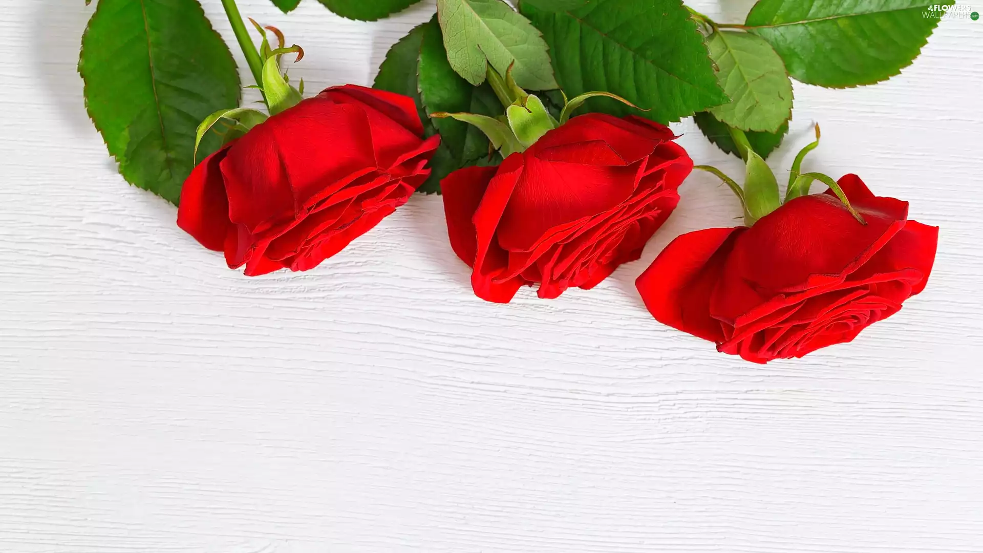 Leaf, boarding, Red, roses, Three