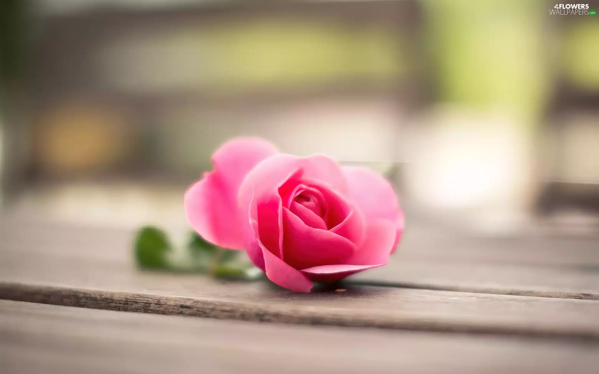 boarding, Pink, rose