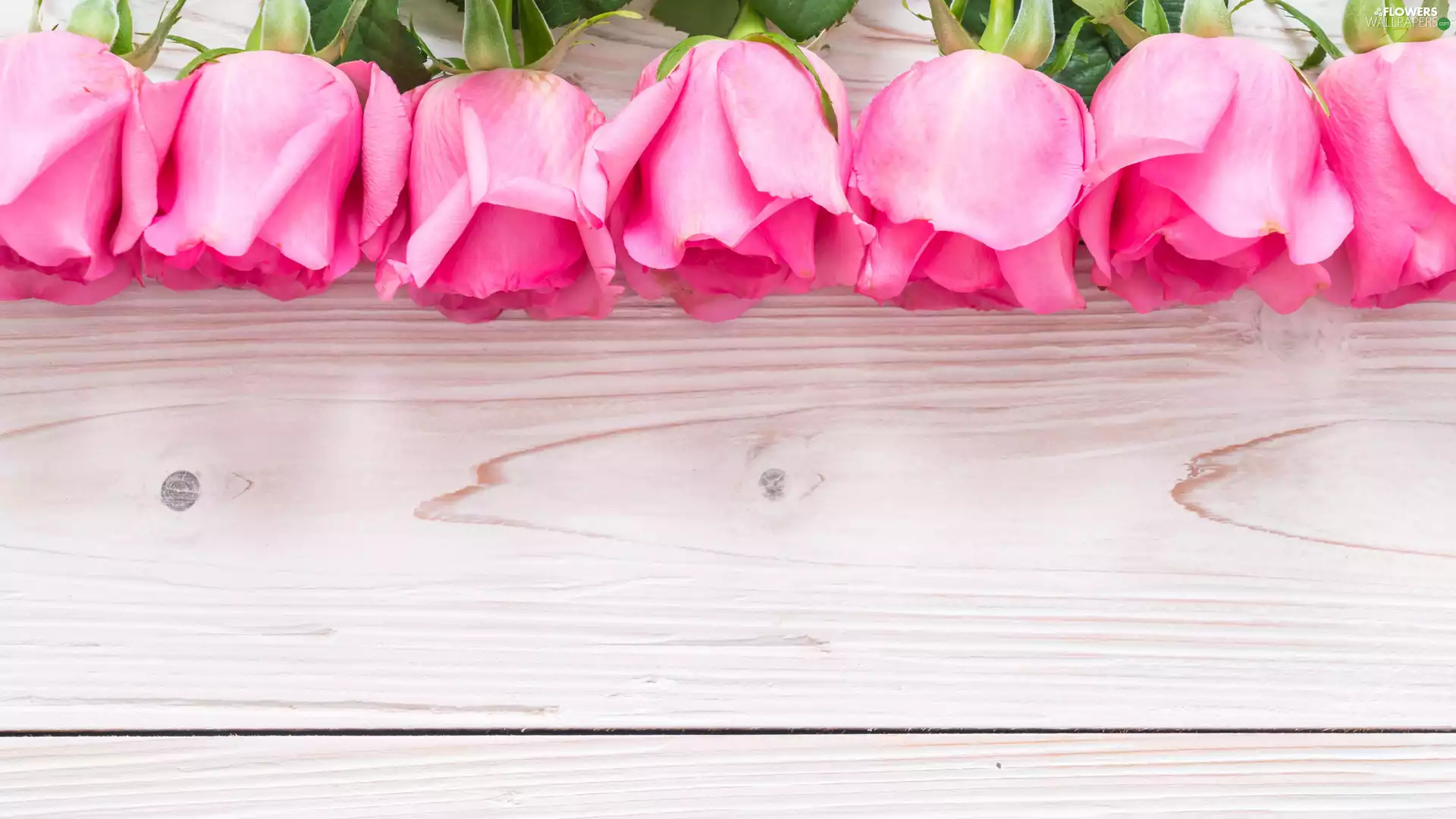 boarding, Buds, roses