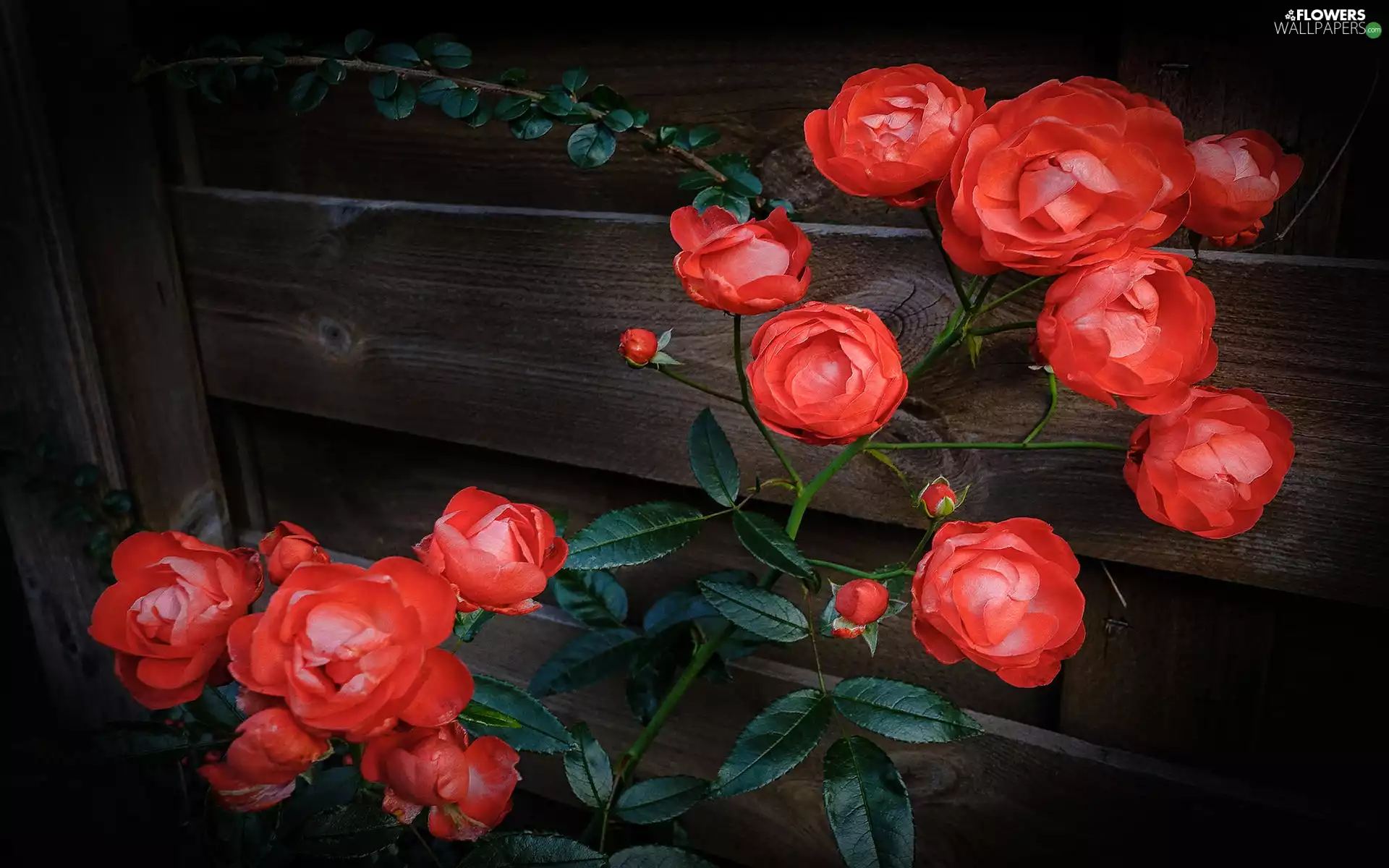 Bush, boarding, roses, Buds, Flowers