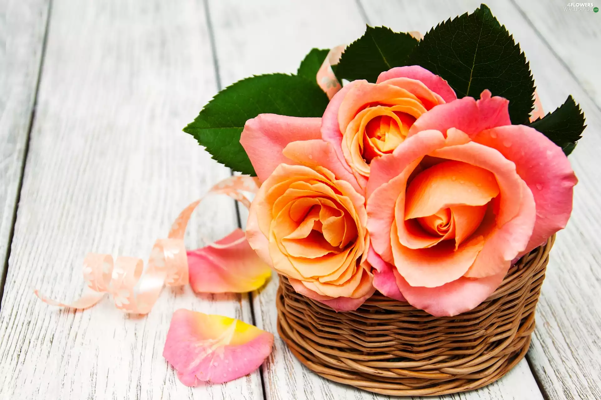 basket, boarding, roses, Leaf, Flowers