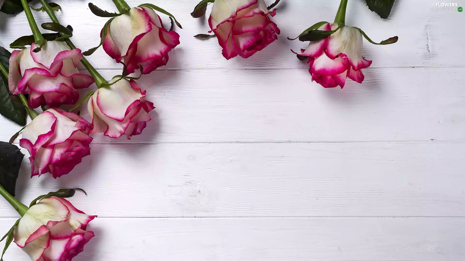 boarding, Flowers, roses