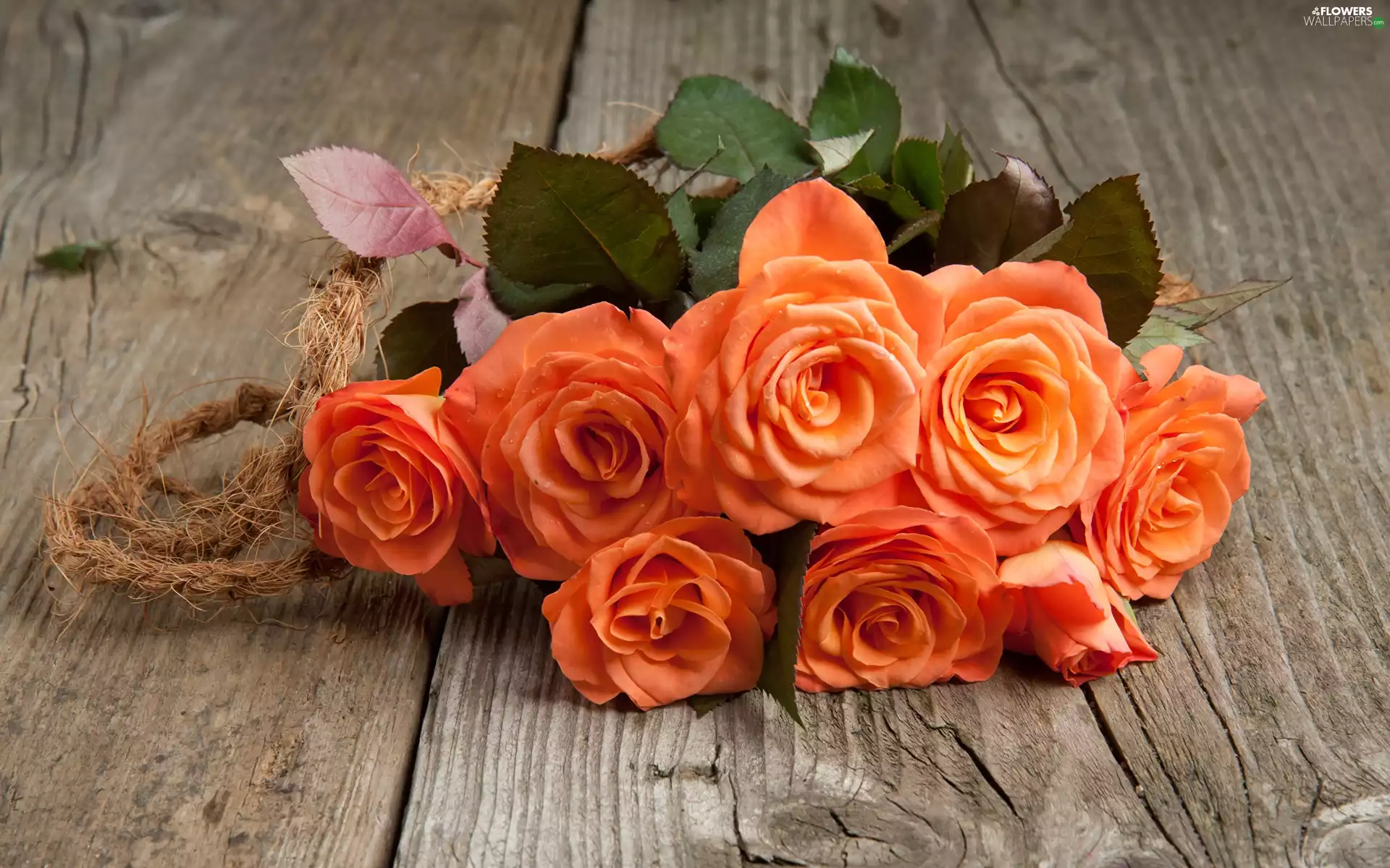 boarding, Orange, roses