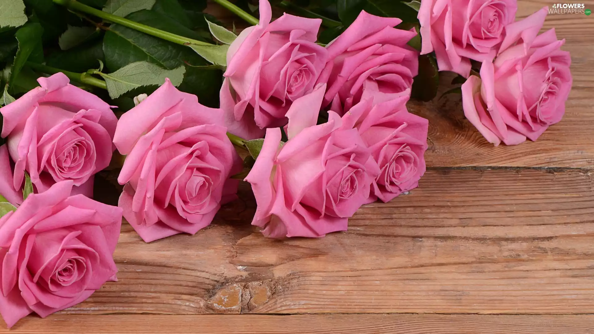 boarding, Pink, roses
