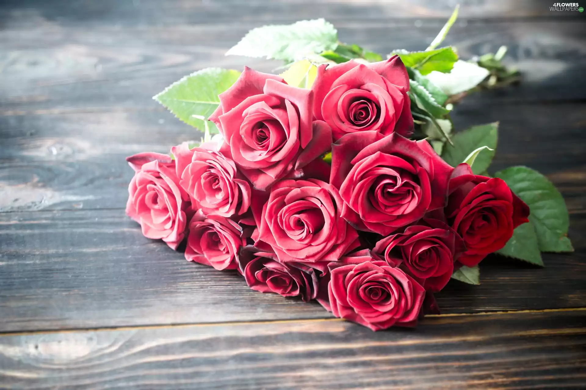 boarding, Red, roses