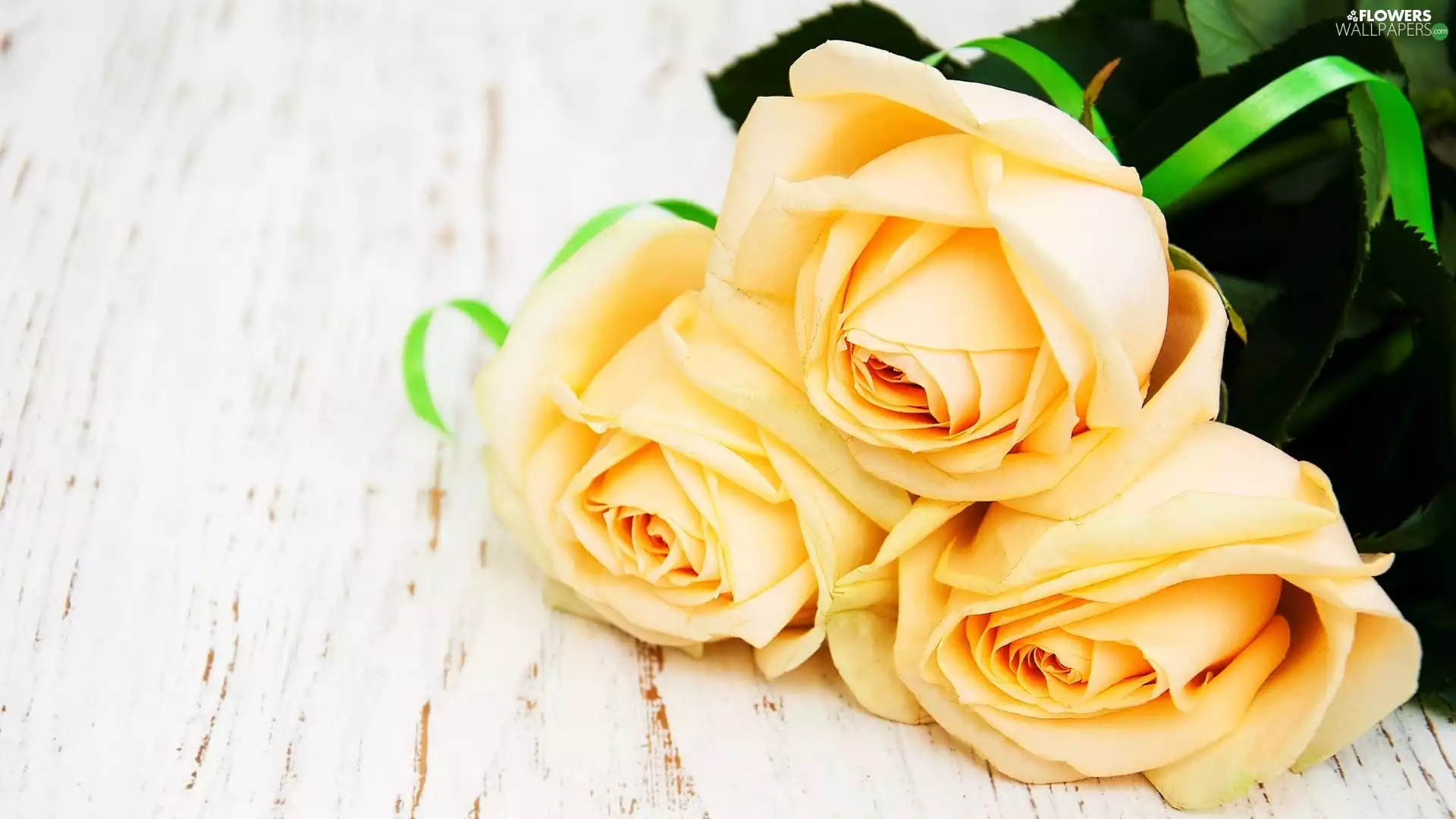 ribbon, boarding, roses, Green, Three