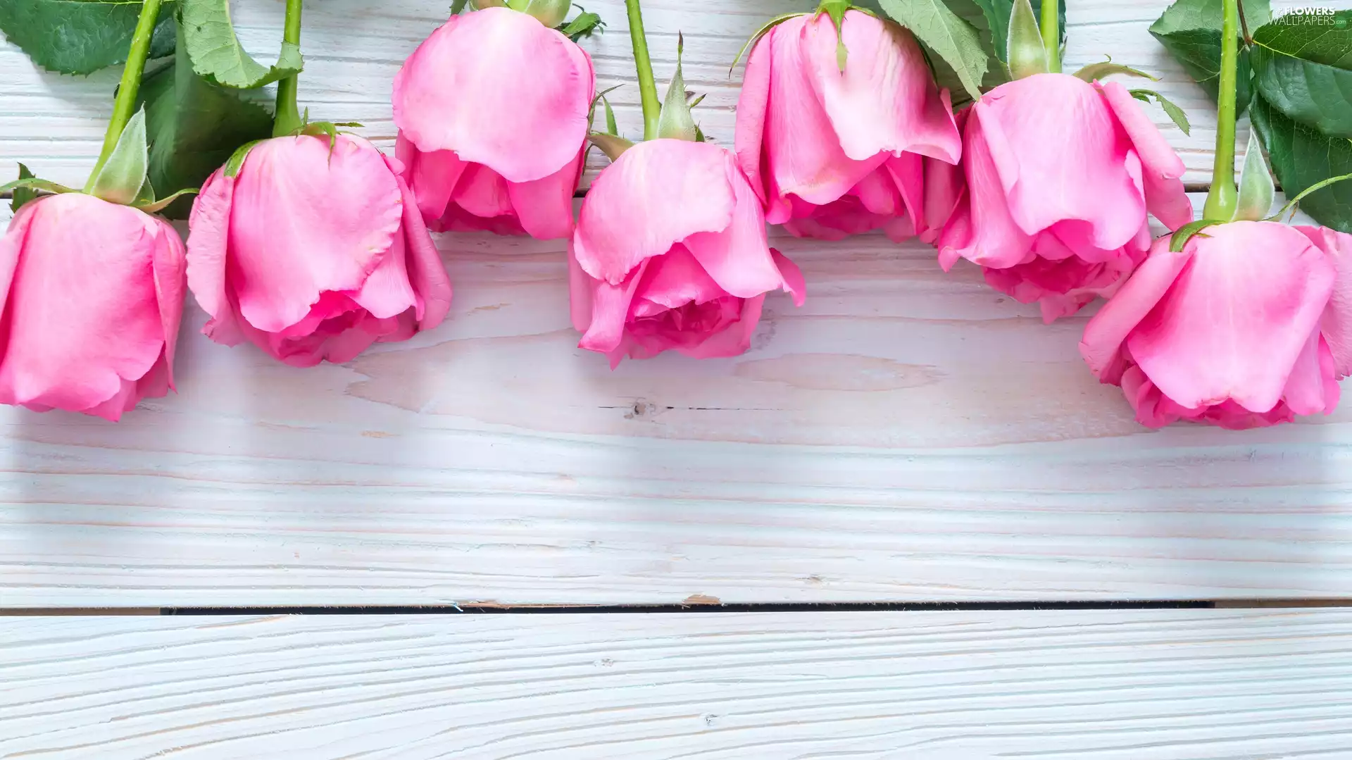 rouge, boarding, Seven, pink, roses