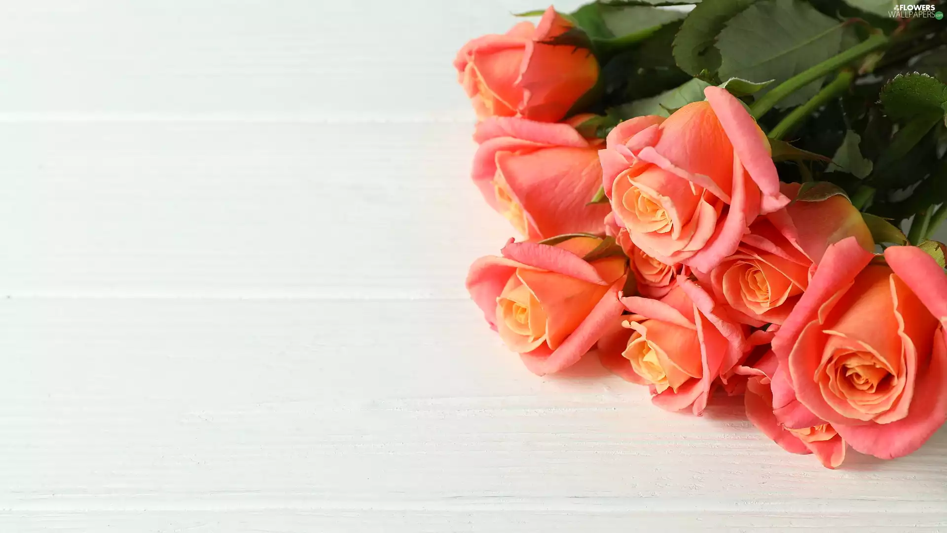 White, boarding, tea, roses, Flowers