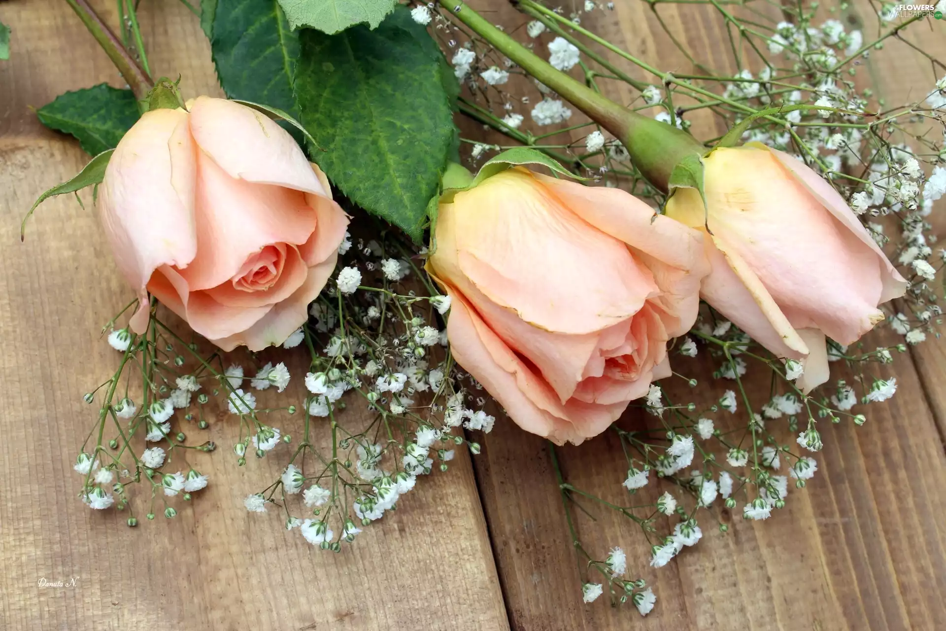 Gipsówka, boarding, tea, Leaf, roses