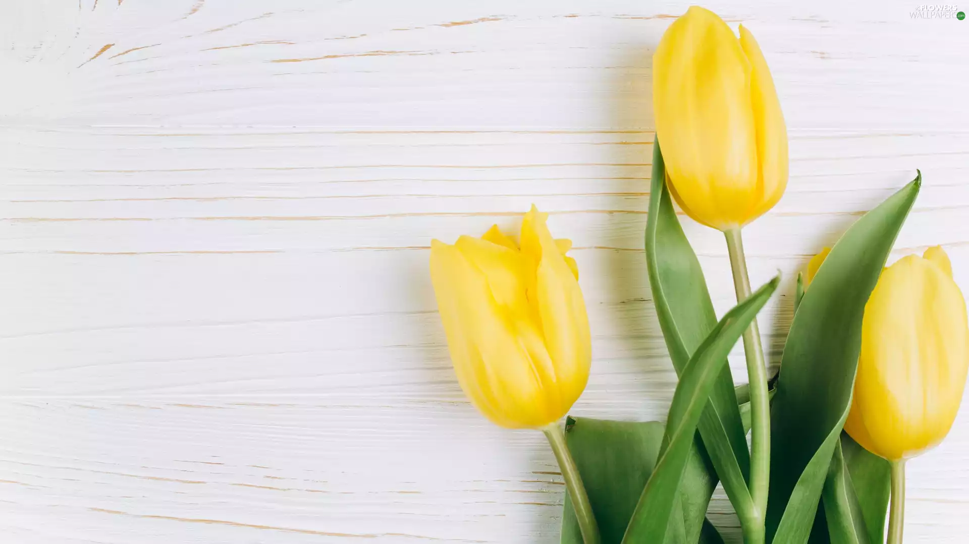 Tulips, boarding, Three, Yellow, Flowers