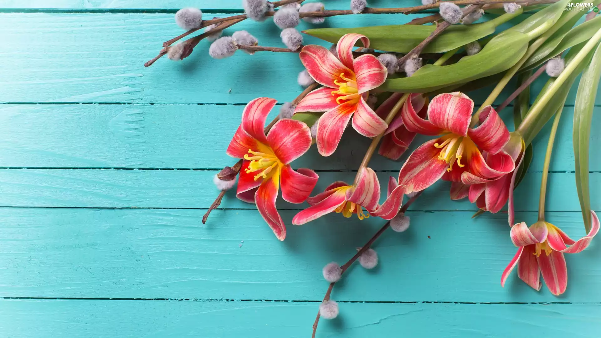 Blue, boarding, Tulips, database, bloom