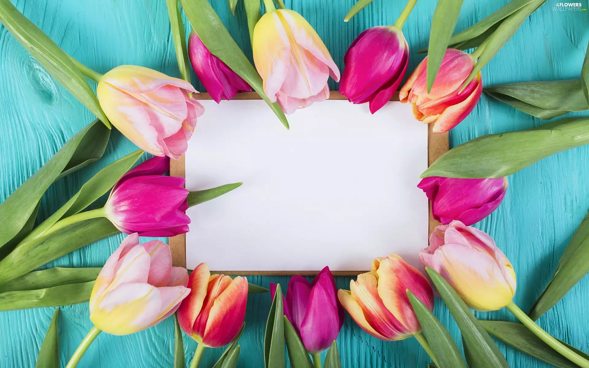 card, color, Blue, boarding, envelope, Tulips