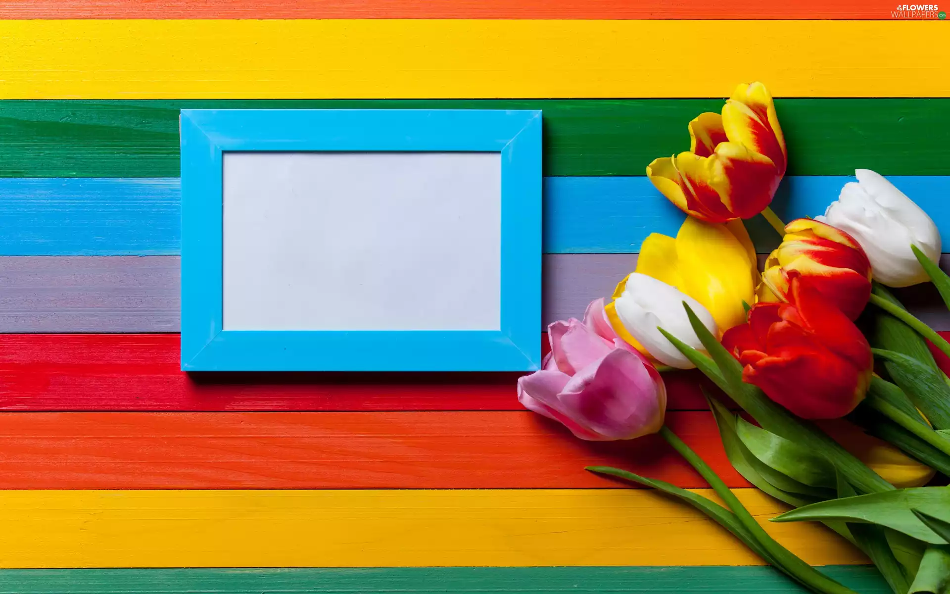 color, boarding, Tulips, frame, color