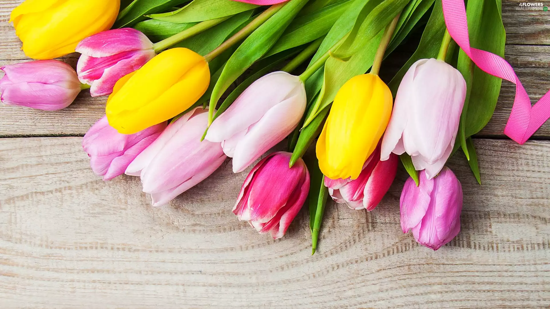 ribbon, boarding, Tulips, Pink, color